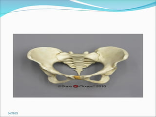 1- Anatomy of the female genital organ[1][2]-2.ppt
