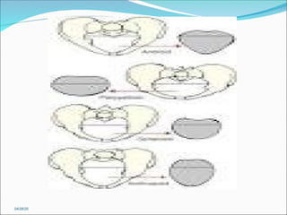 1- Anatomy of the female genital organ[1][2]-2.ppt