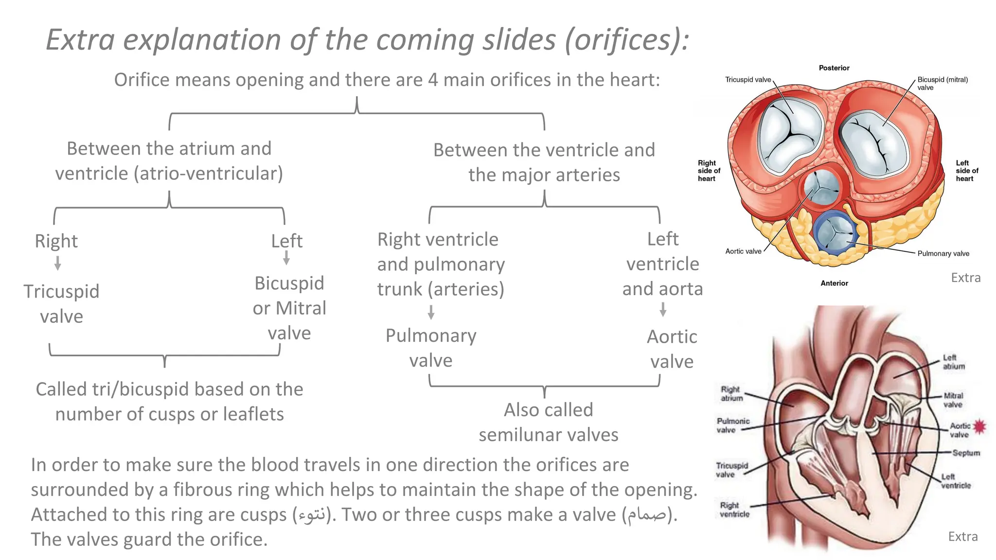 Anatomy of the Heart chambers and valves of the heart.pdf