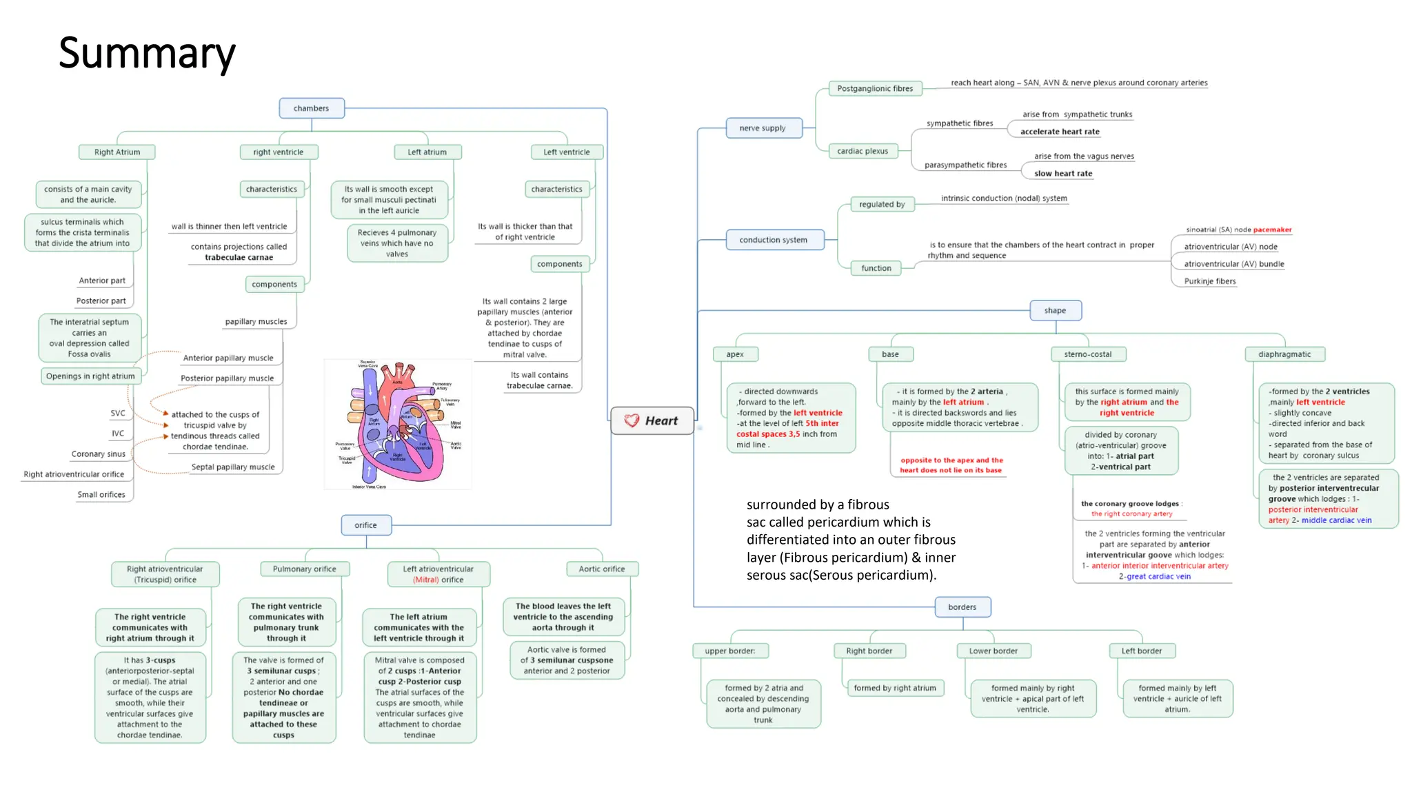 Anatomy of the Heart chambers and valves of the heart.pdf