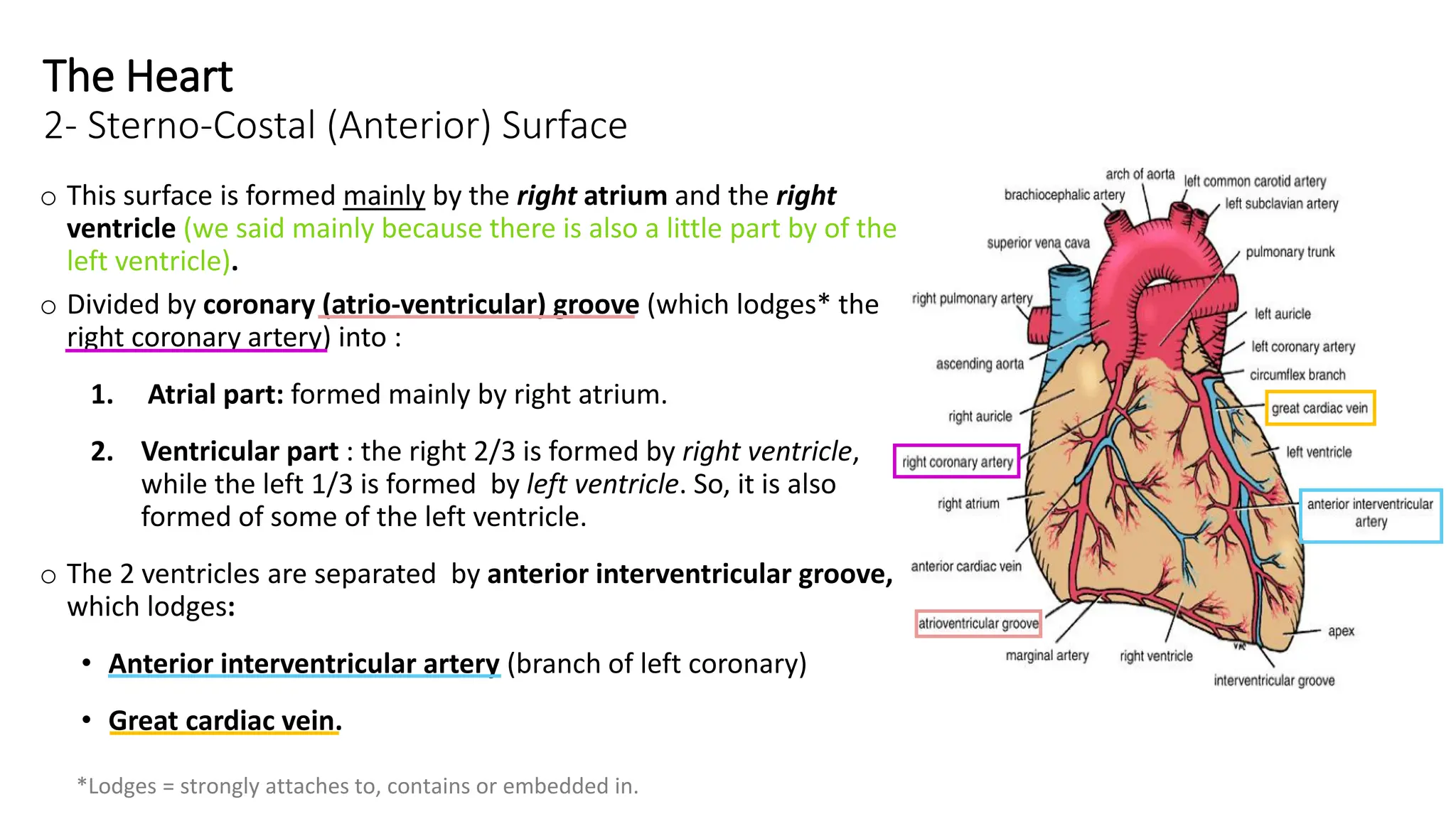 Anatomy of the Heart chambers and valves of the heart.pdf
