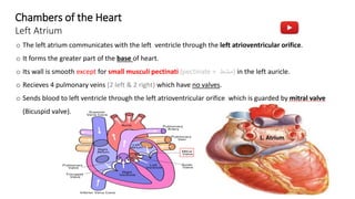 Anatomy of the Heart chambers and valves of the heart.pdf