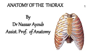 ANATOMY OF THE THORAX 1
By
Dr Nassar Ayoub
Assist. Prof. of Anatomy
 