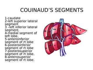 Segment Inferior 1-anatomy ppts egrp.pdf