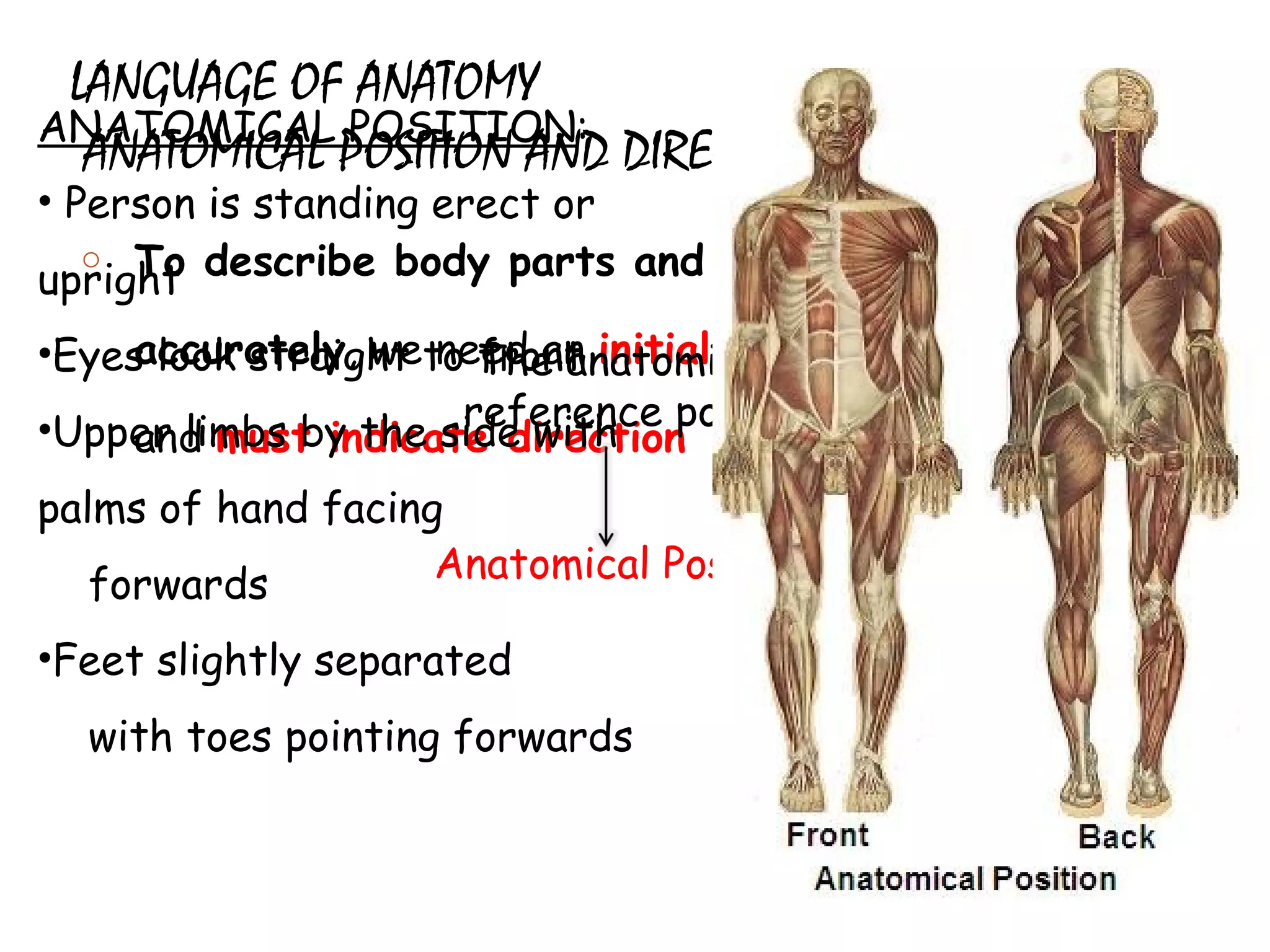 LANGUAGE OF ANATOMY  ANATOMICAL POSITION AND DIRECTIONAL TERMS To describe body parts and position accurately , we need an  initial reference point  and  must indicate direction ANATOMICAL POSITION : Person is standing erect or upright Eyes look straight to front Upper limbs by the side with palms of hand facing  forwards Feet slightly separated  with toes pointing forwards  The anatomical reference point  Anatomical Position 