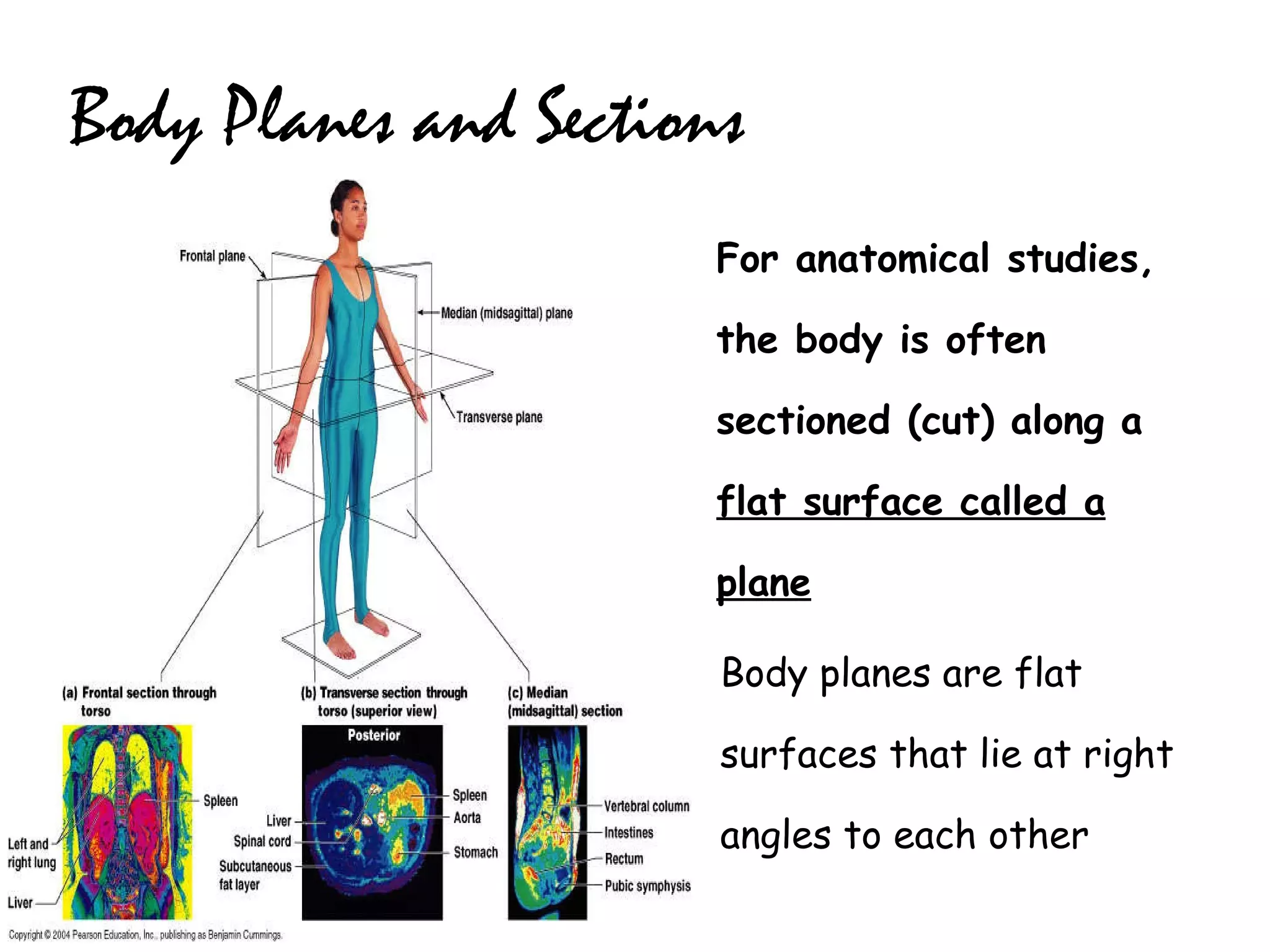 Body Planes and Sections For anatomical studies, the body is often sectioned (cut) along a  flat surface called a plane Body planes are flat surfaces that lie at right angles to each other 