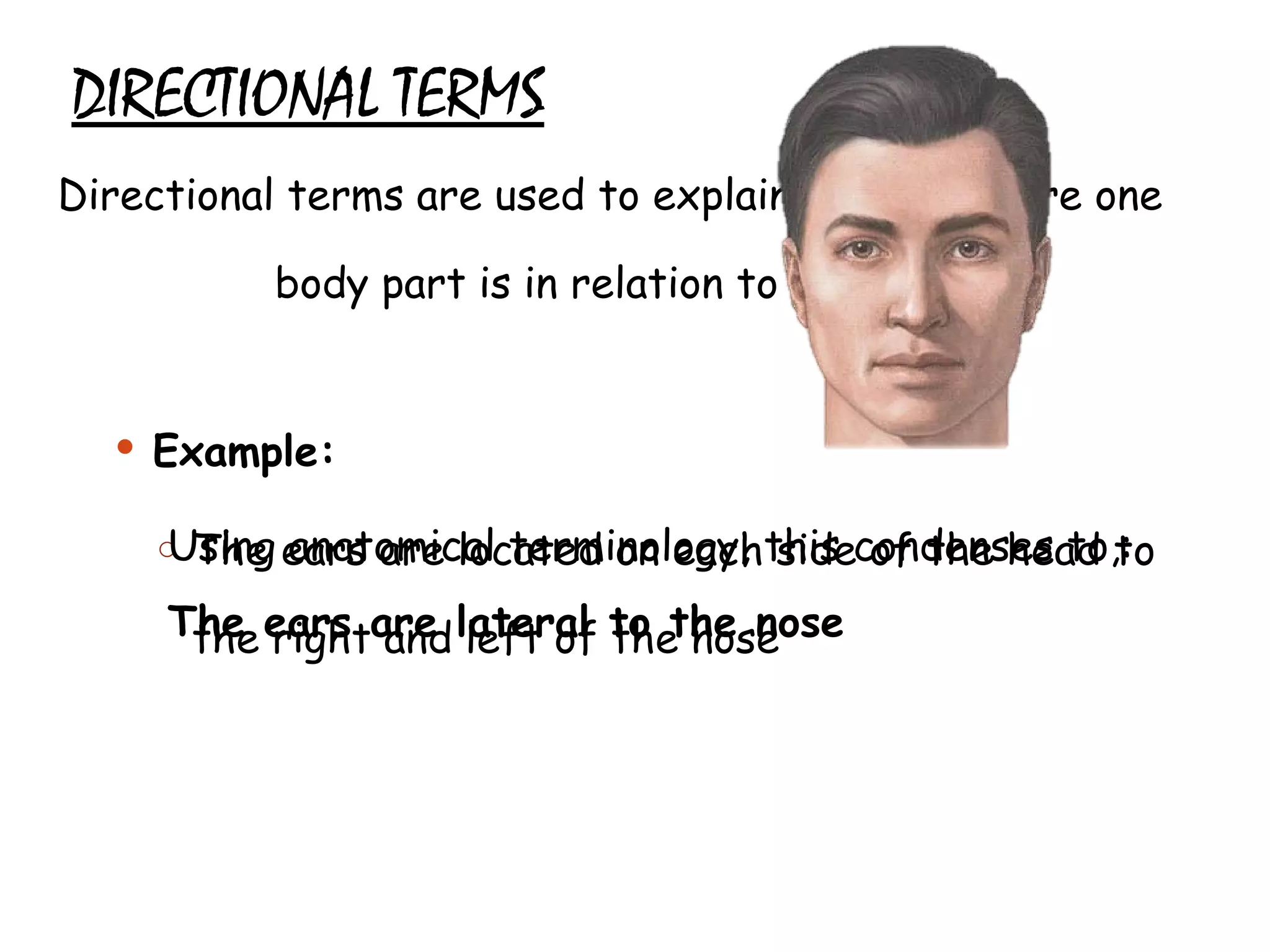 DIRECTIONAL TERMS Directional terms are used to explain exactly where one body part is in relation to another Example: The ears are located on each side of the head to the right and left of the nose Using anatomical terminology, this condenses to,: The ears are lateral to the nose 