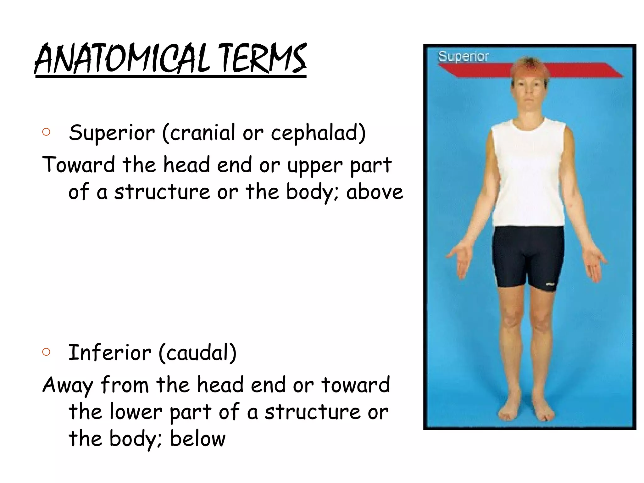 ANATOMICAL TERMS Superior (cranial or cephalad) Toward the head end or upper part of a structure or the body; above Inferior (caudal) Away from the head end or toward the lower part of a structure or the body; below 