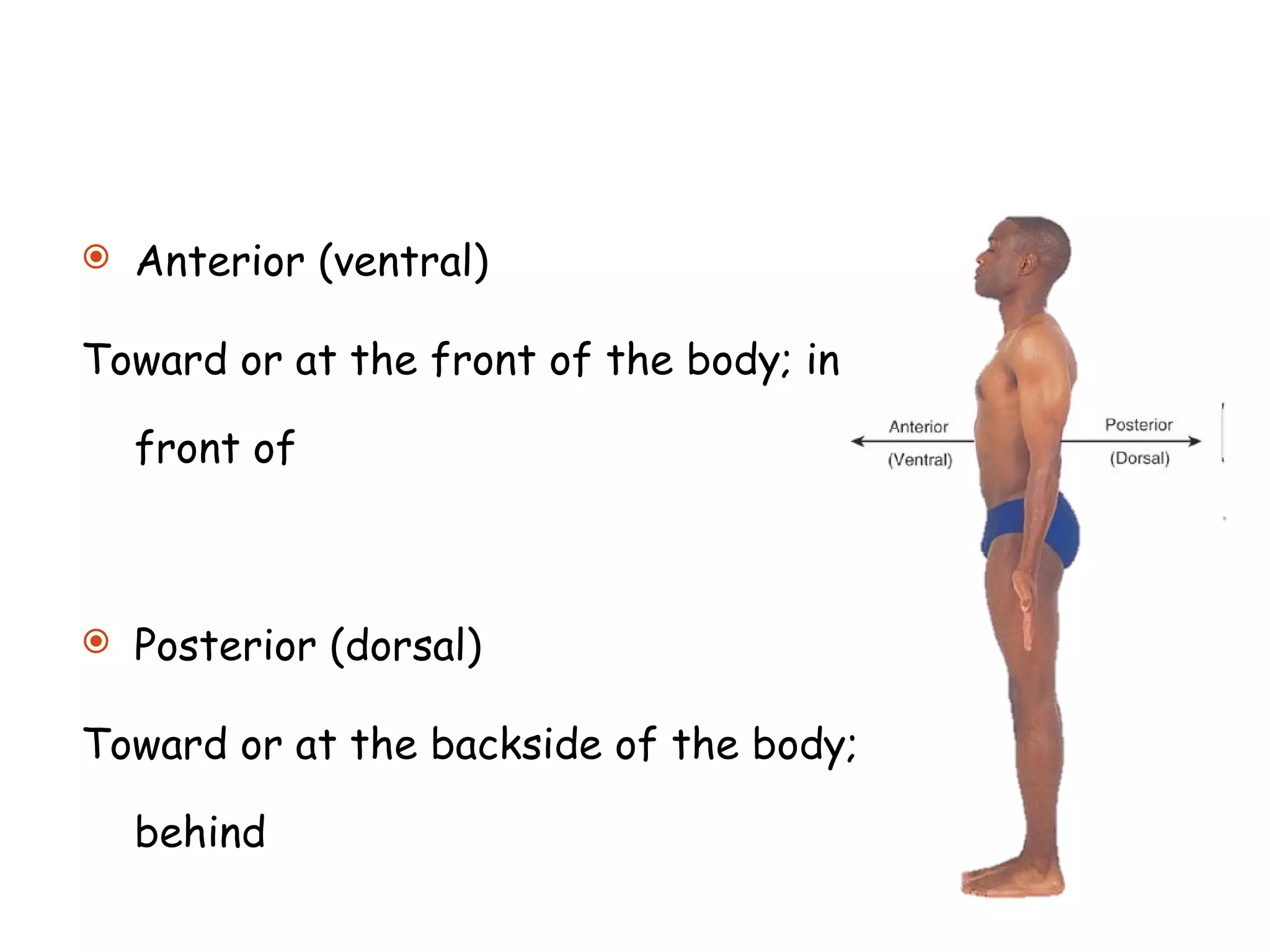 Anterior (ventral) Toward or at the front of the body; in front of Posterior (dorsal)  Toward or at the backside of the body; behind  