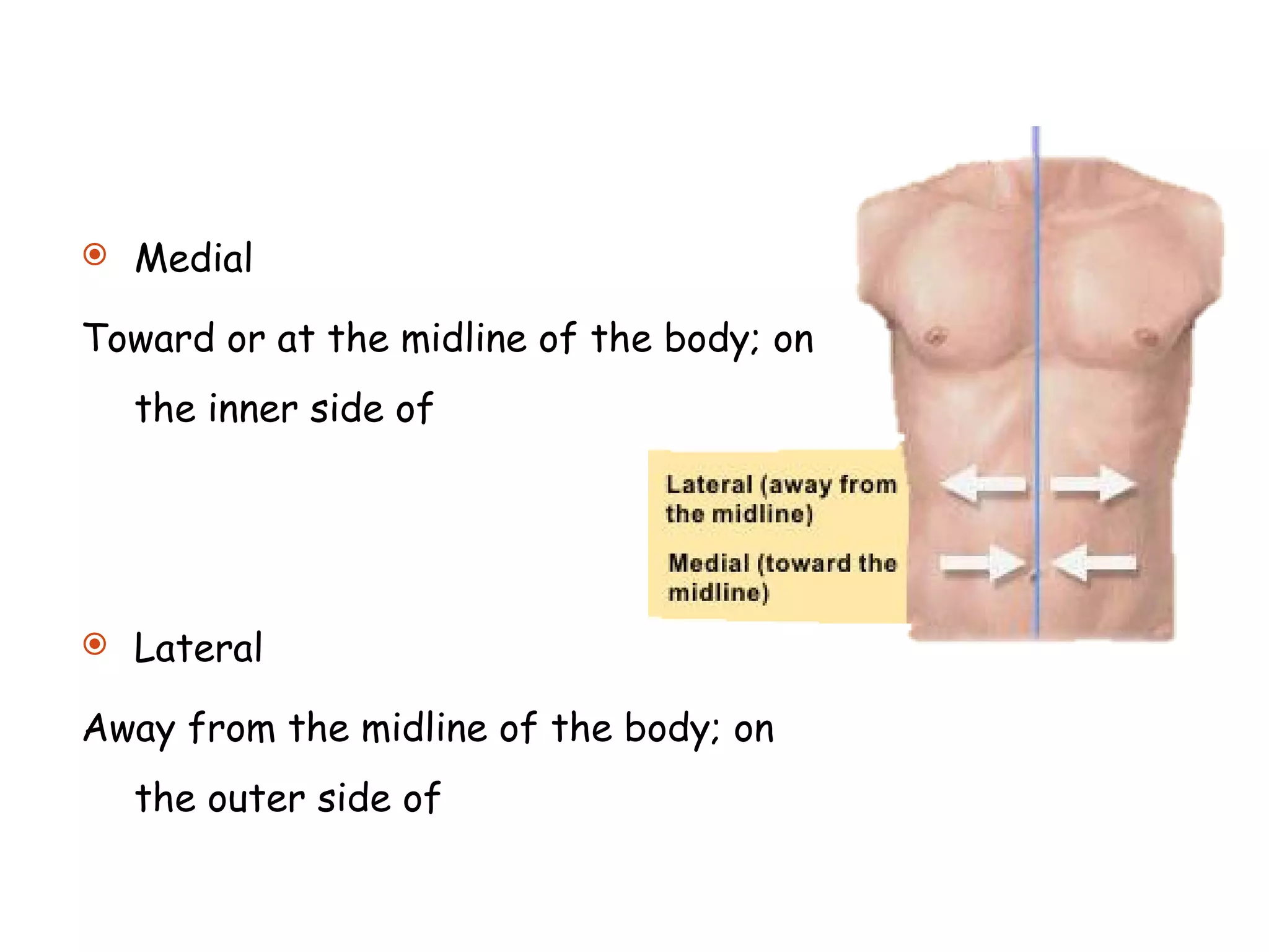 Medial  Toward or at the midline of the body; on the inner side of  Lateral Away from the midline of the body; on the outer side of  
