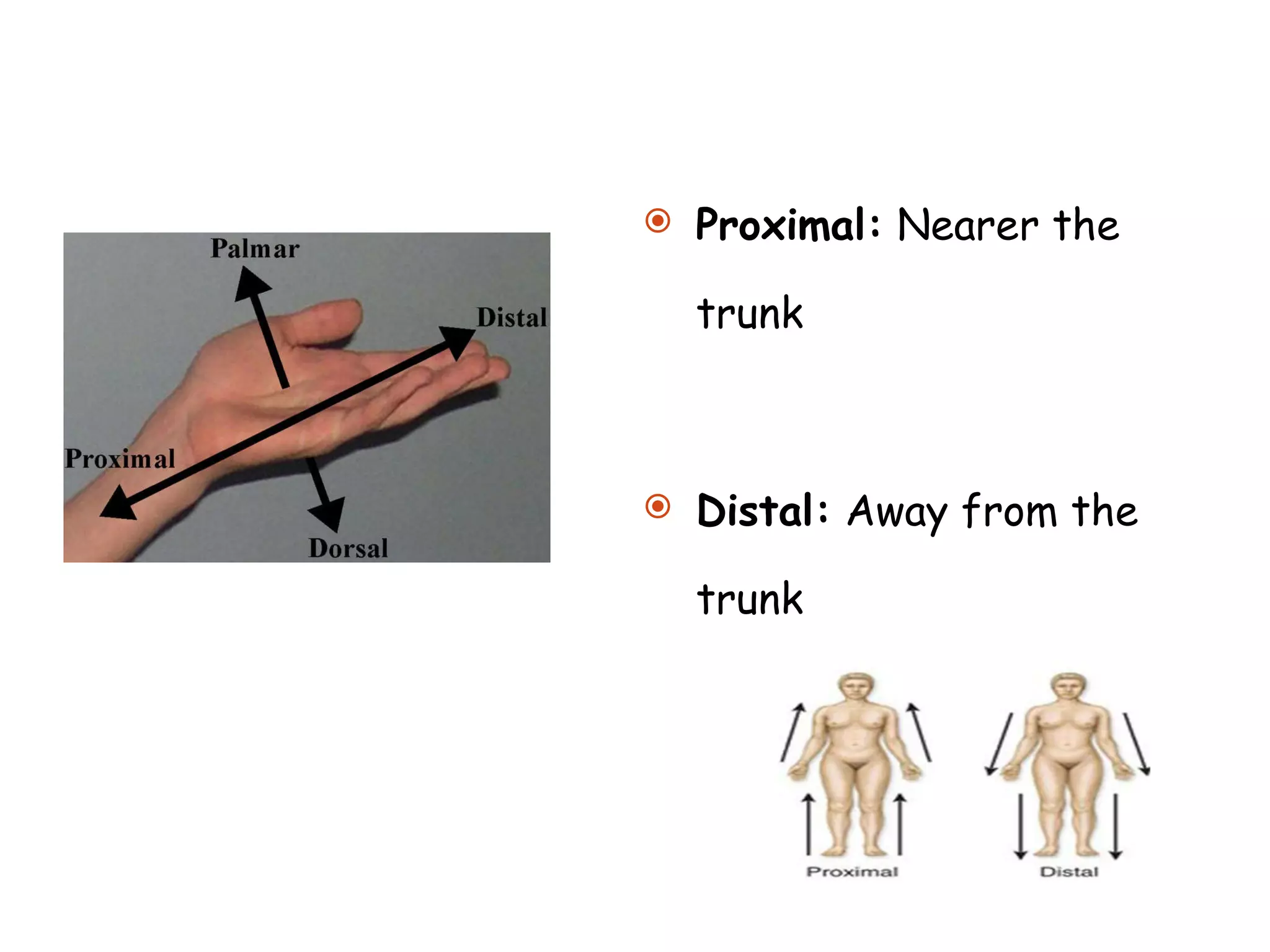 Proximal:  Nearer the trunk Distal:  Away from the trunk 