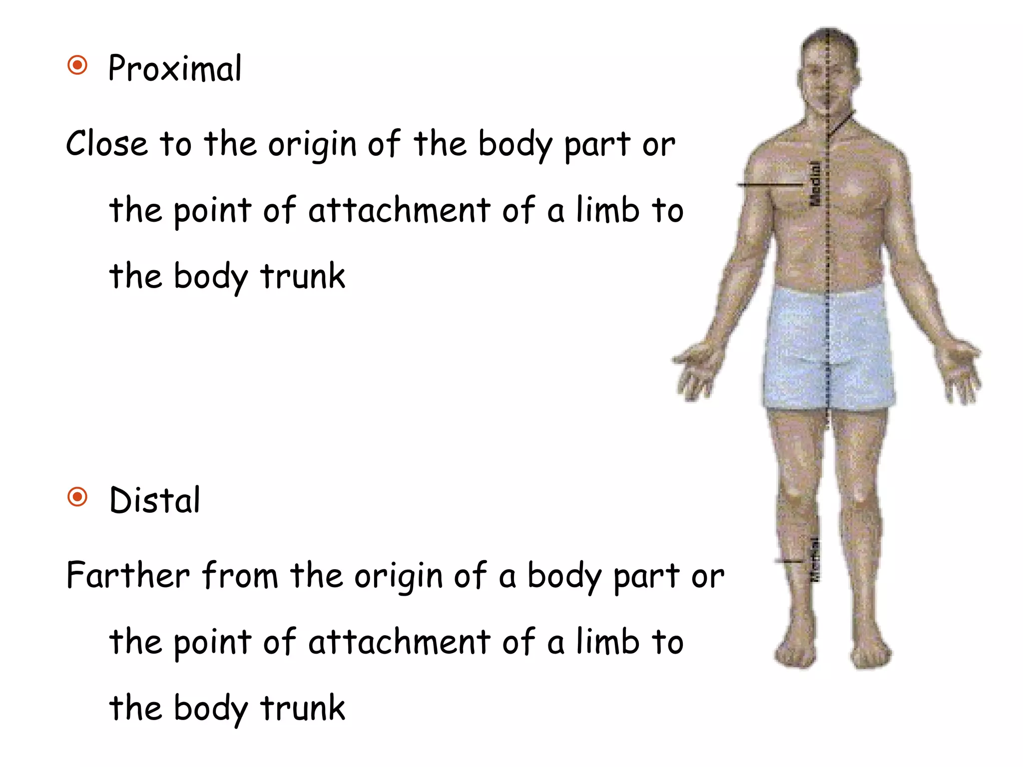 Proximal  Close to the origin of the body part or the point of attachment of a limb to the body trunk  Distal  Farther from the origin of a body part or the point of attachment of a limb to the body trunk  