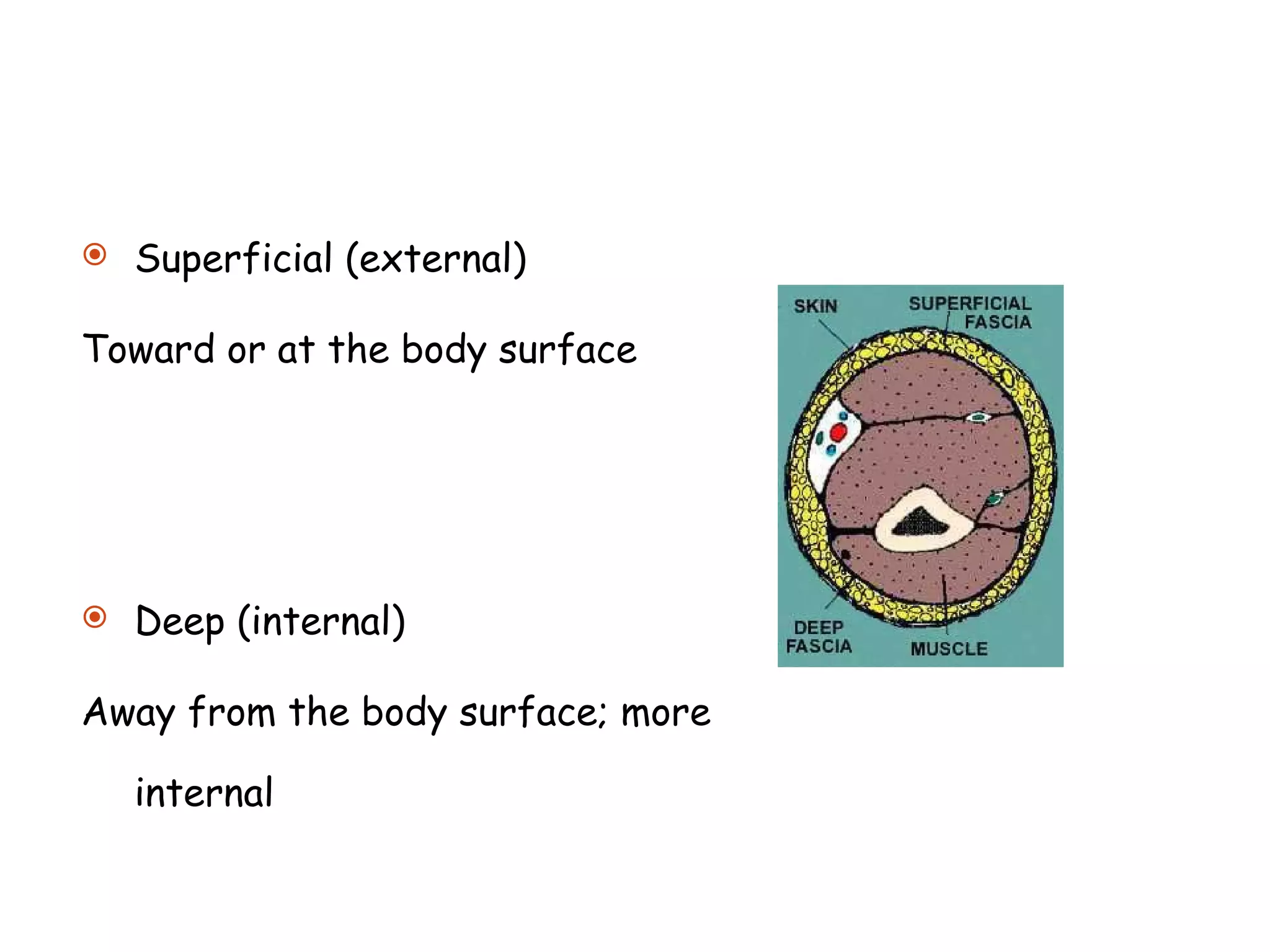 Superficial (external)  Toward or at the body surface  Deep (internal)  Away from the body surface; more internal  