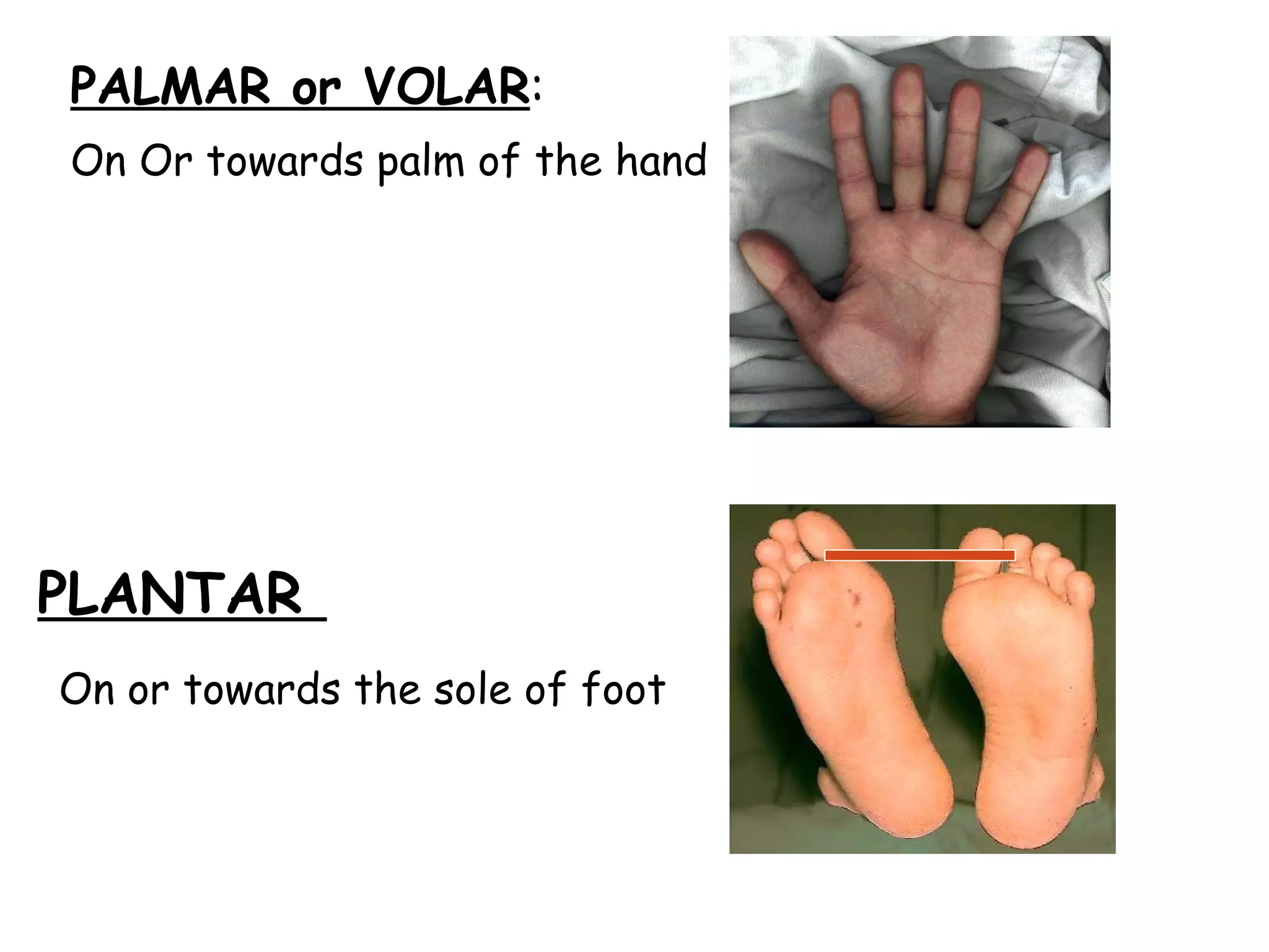 PALMAR or VOLAR : On Or towards palm of the hand PLANTAR  On or towards the sole of foot 