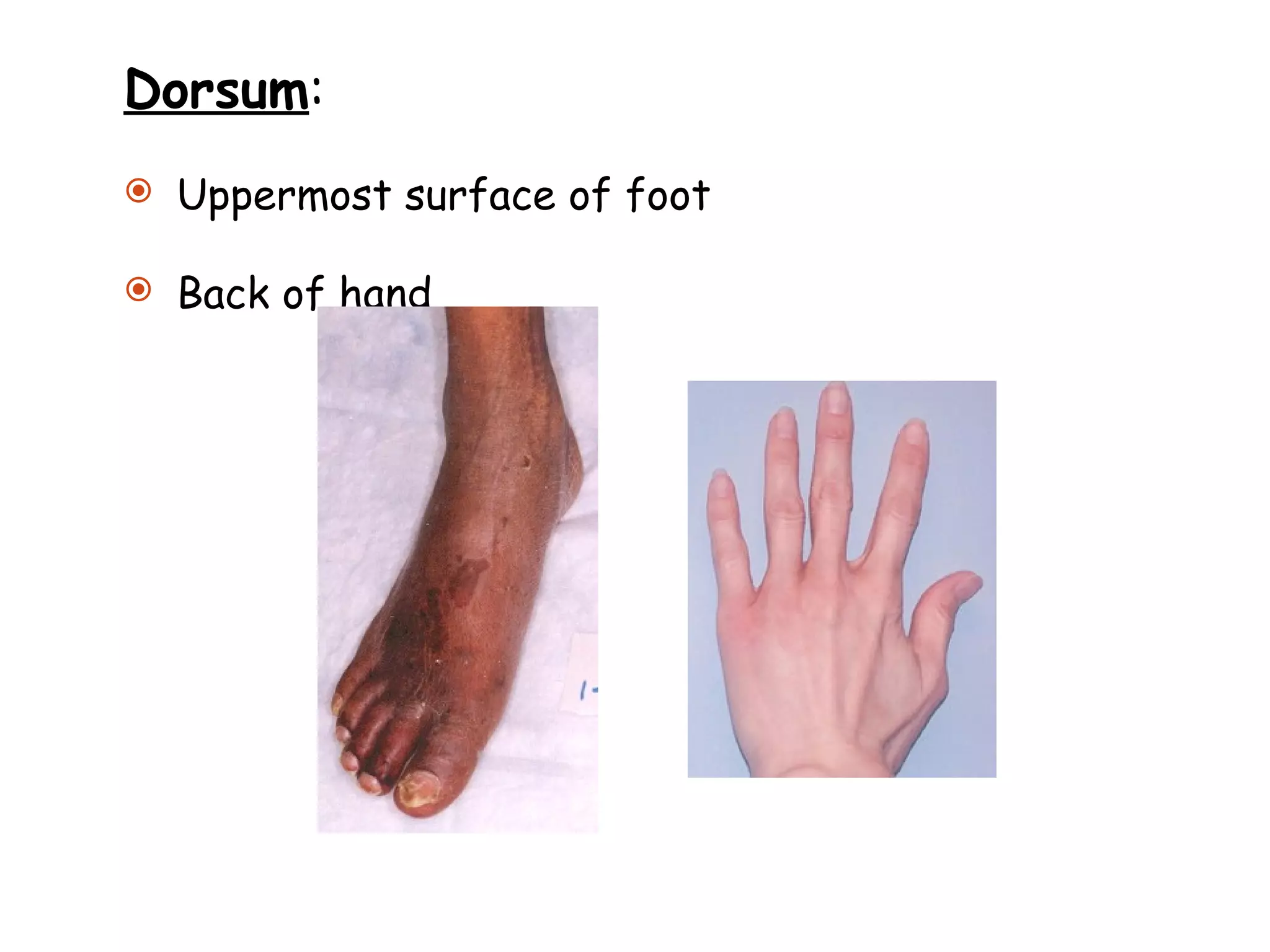 Dorsum : Uppermost surface of foot Back of hand 