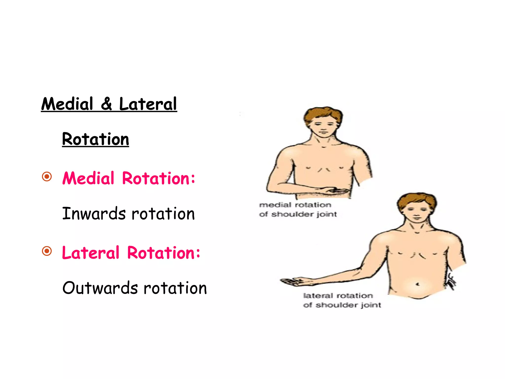 Medial & Lateral Rotation Medial Rotation:  Inwards rotation  Lateral Rotation:  Outwards rotation 