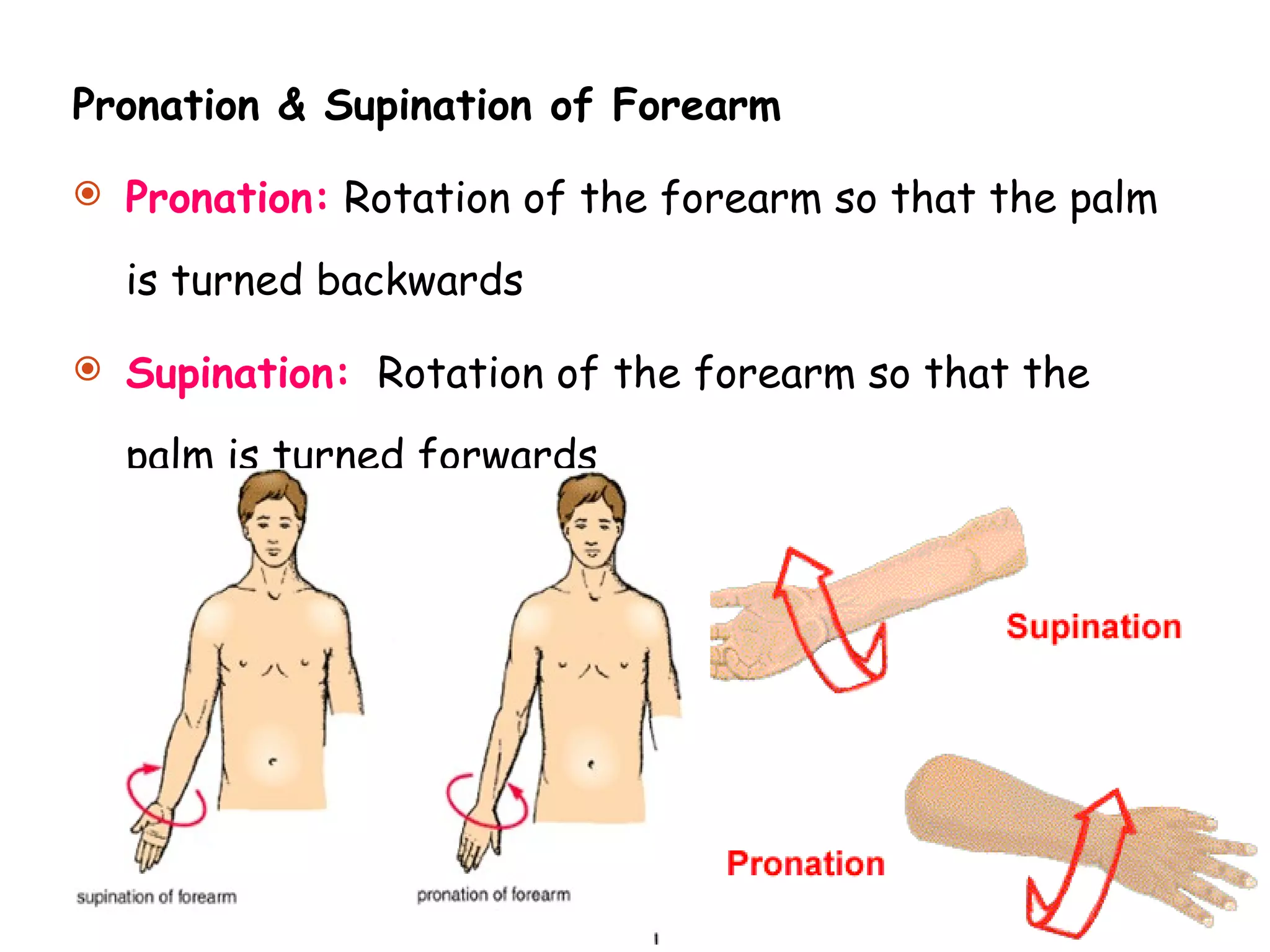 Pronation & Supination of Forearm Pronation:  Rotation of the forearm so that the palm is turned backwards Supination:   Rotation of the forearm so that the palm is turned forwards 