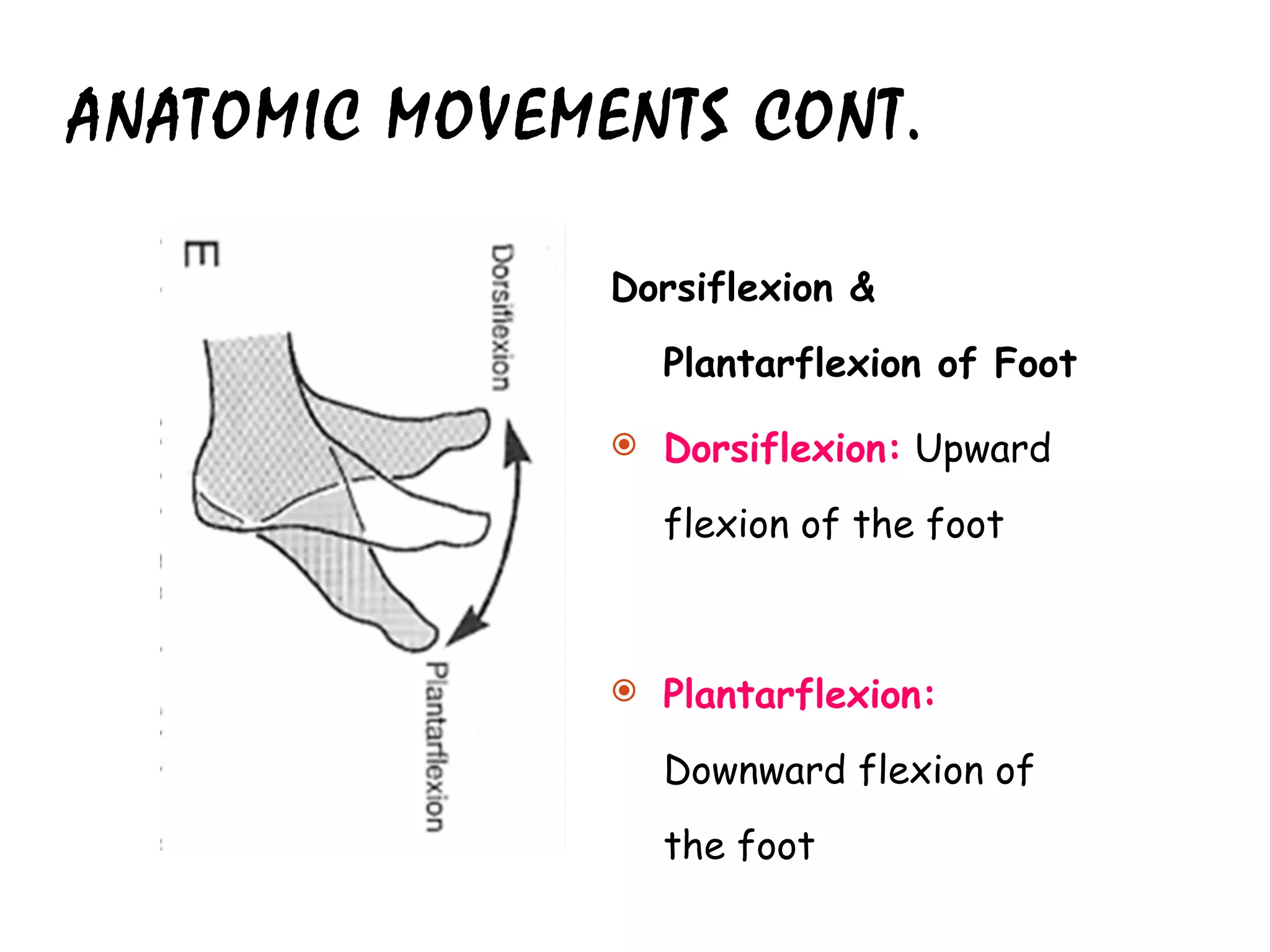 ANATOMIC MOVEMENTS CONT. Dorsiflexion & Plantarflexion of Foot Dorsiflexion:  Upward flexion of the foot Plantarflexion:  Downward flexion of the foot 