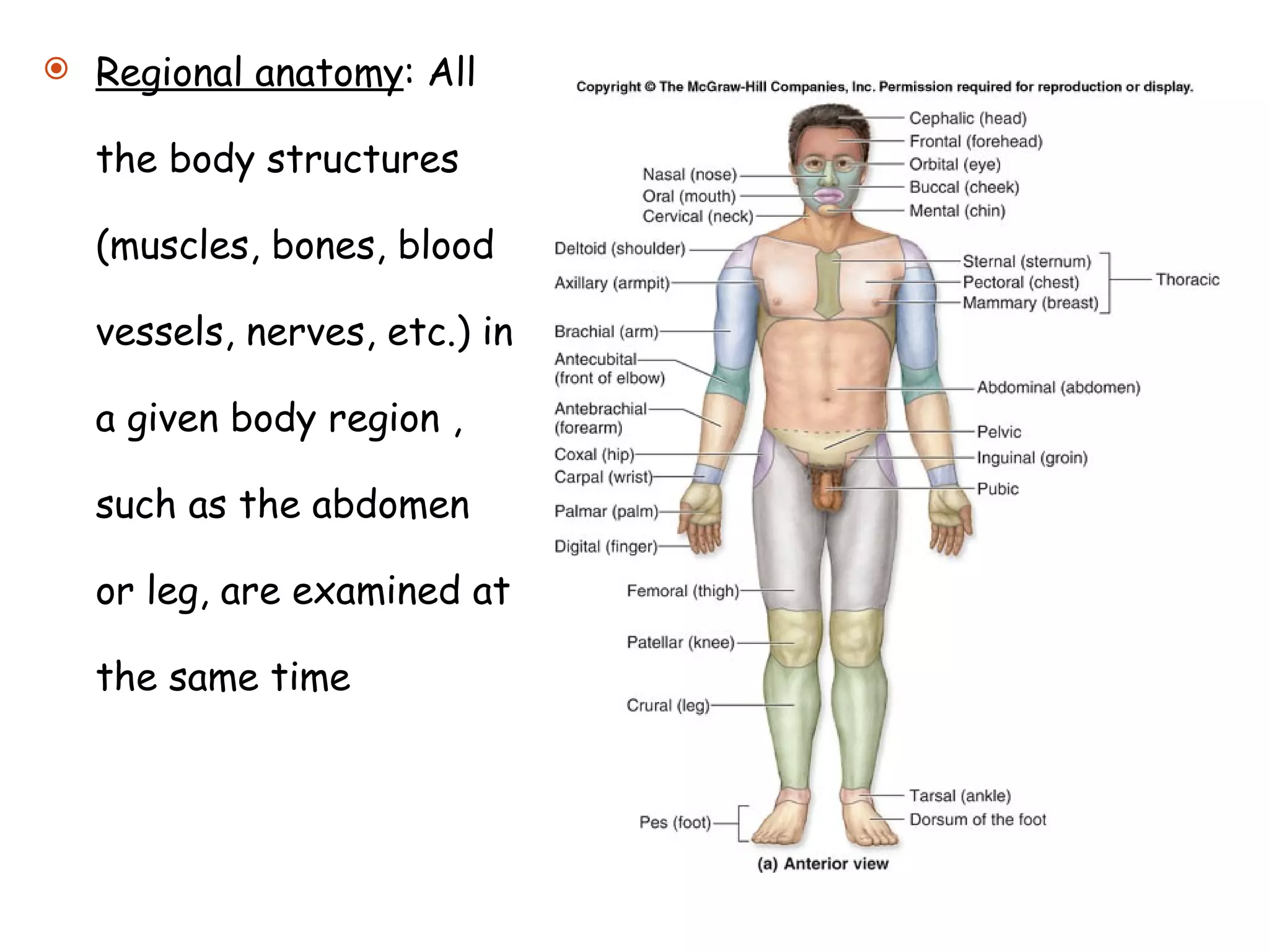 Regional anatomy : All the body structures (muscles, bones, blood vessels, nerves, etc.) in a given body region , such as the abdomen or leg, are examined at the same time 