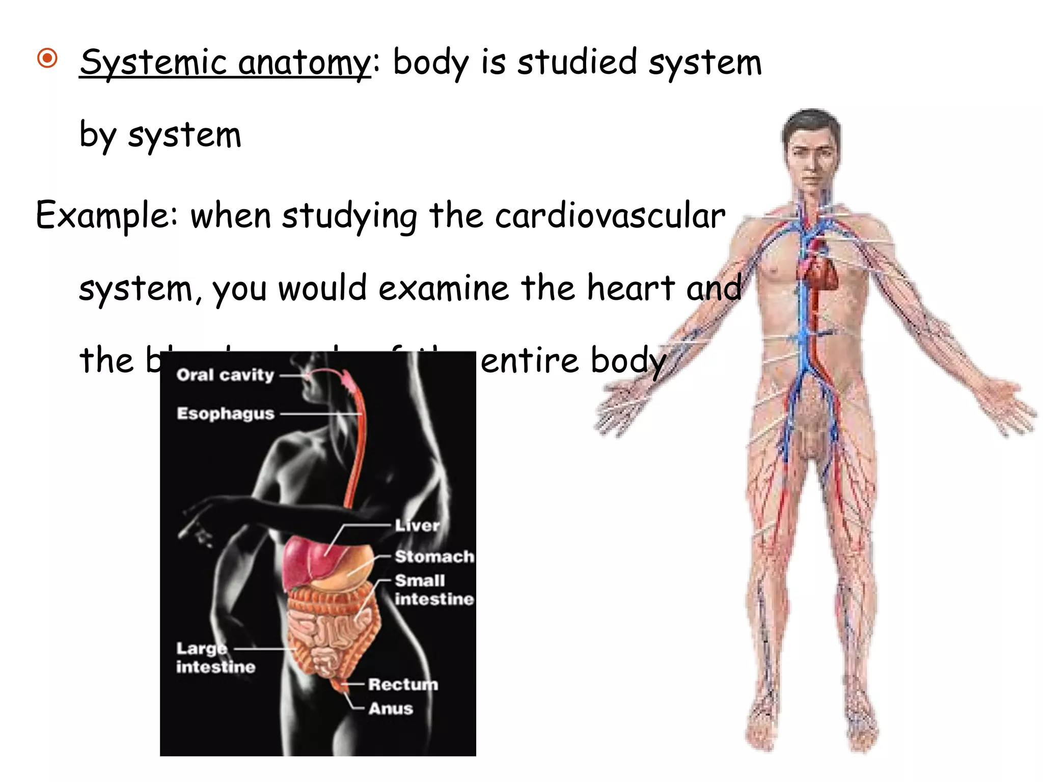 Systemic anatomy : body is studied system by system Example: when studying the cardiovascular system, you would examine the heart and the blood vessels of the entire body 