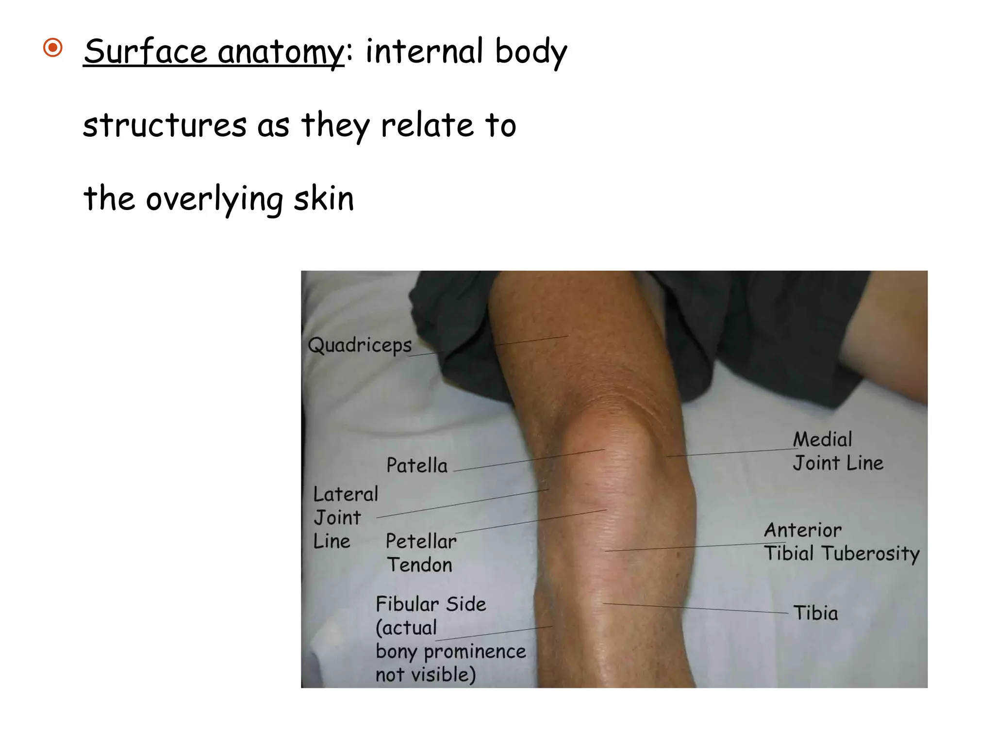 Surface anatomy : internal body structures as they relate to the overlying skin 