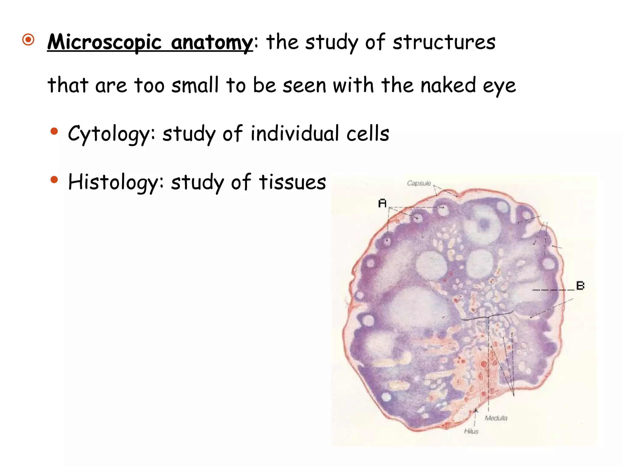 Microscopic anatomy : the study of structures that are too small to be seen with the naked eye Cytology: study of individual cells Histology: study of tissues 