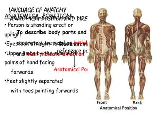 Directional Language Body 1.ANAT introduction | PPT