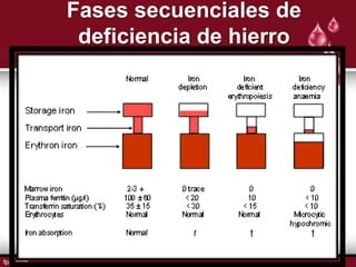 Fases secuenciales de
 deficiencia de hierro
 