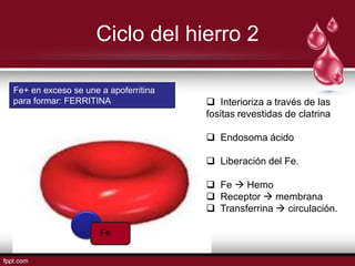 Ciclo del hierro 2

Fe+ en exceso se une a apoferritina
para formar: FERRITINA                 Interioriza a través de las
                                      fositas revestidas de clatrina

                                       Endosoma ácido

                                       Liberación del Fe.

                                       Fe  Hemo
                                       Receptor  membrana
                                       Transferrina  circulación.

                     Fe
 