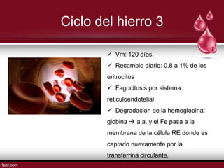 Ciclo del hierro 3

         Vm: 120 días.
         Recambio diario: 0.8 a 1% de los
        eritrocitos
         Fagocitosis por sistema
        reticuloendotelial
         Degradación de la hemoglobina:
        globina  a.a. y el Fe pasa a la
        membrana de la célula RE donde es
        captado nuevamente por la
        transferrina circulante.
 