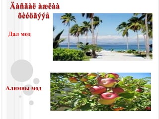 ÄàñãàëàæëààõèéöãýýåДал мод Алимны мод