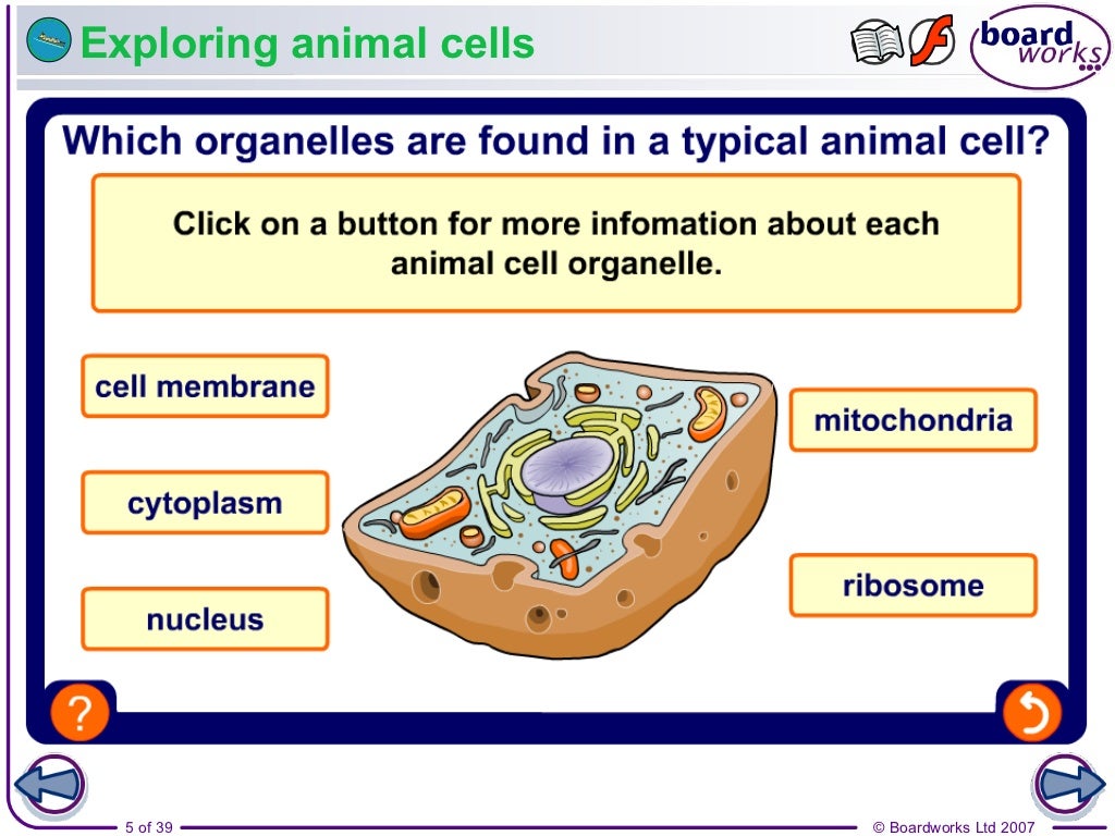 Year 10 Plant and Animal Cells