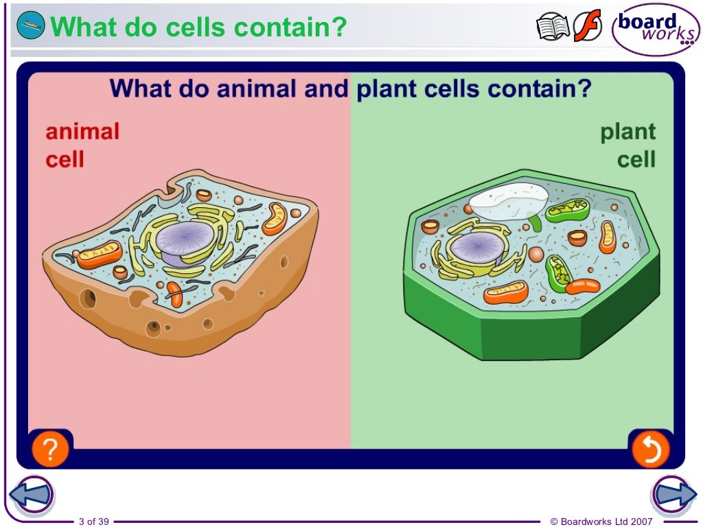 Year 10 - Plant and Animal Cells