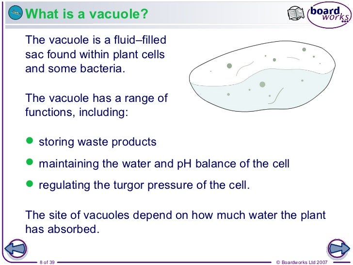 Year 10 - Plant and Animal Cells