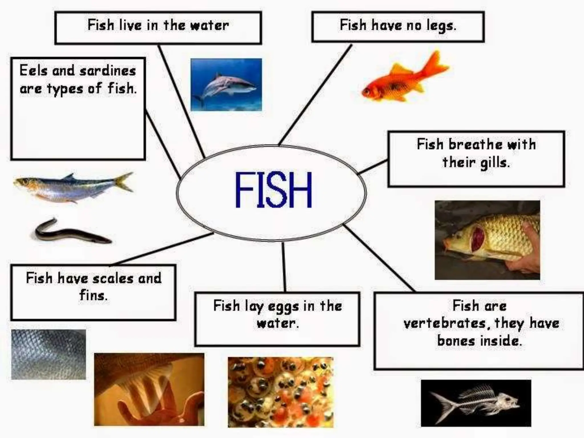 ANIMALS CLASSIFICATION