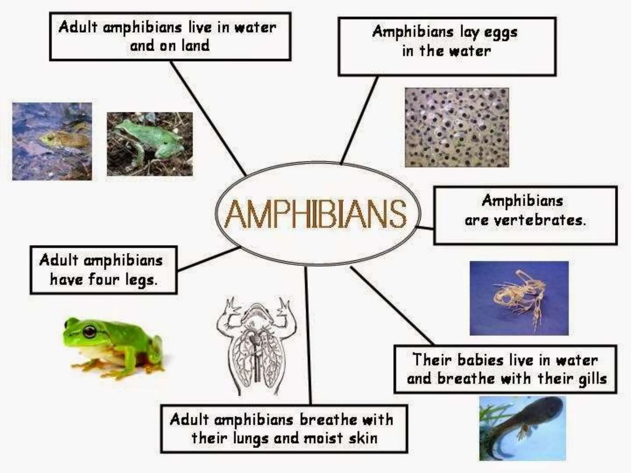 ANIMALS CLASSIFICATION