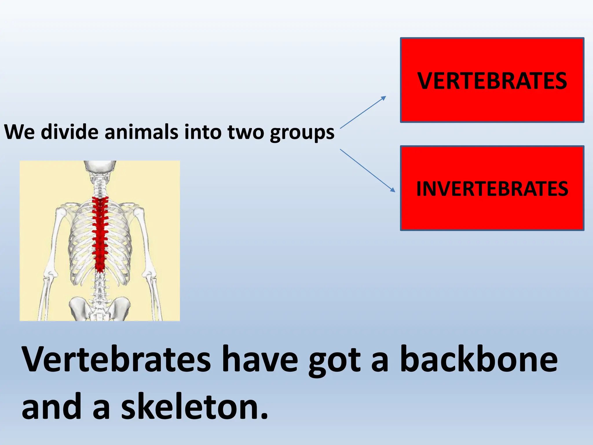We divide animals into two groups
VERTEBRATES
INVERTEBRATES
Vertebrates have got a backbone
and a skeleton.