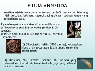 FILUM ANNELIDA
Annelida adalah nama umum untuk sekitar 9000 spesies dari binatang
tidak bertulang belakang seperti cacing dengan segmen tubuh yang
berkembang baik.
Tiga kelompok utama dalam filum Annelida adalah
(1) Polychaeta atau bristle worms (sekitar 5300
spesies),
sebagian besar hidup di laut dan sering kali memiliki
luminescent;
(3) Hirudinea atau leeches (sekitar 300 spesies) yang
kebanyakan hidup di air tawar tapi ada juga yang hidup di
laut atau teresterial.
(2) Oligochaeta (sekitar 3100 spesies), kebanyakan
hidup di air tawar atau dalam tanah, contohnya
cacing tanah;
 