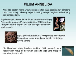FILUM ANNELIDA
Annelida adalah nama umum untuk sekitar 9000 spesies dari binatang
tidak bertulang belakang seperti cacing dengan segmen tubuh yang
berkembang baik.
Tiga kelompok utama dalam filum Annelida adalah (1)
Polychaeta atau bristle worms (sekitar 5300 spesies),
sebagian besar hidup di laut dan sering kali memiliki
luminescent;
(3) Hirudinea atau leeches (sekitar 300 spesies) yang
kebanyakan hidup di air tawar tapi ada juga yang hidup di
laut atau teresterial.
(2) Oligochaeta (sekitar 3100 spesies), kebanyakan
hidup di air tawar atau dalam tanah, contohnya
cacing tanah;
 