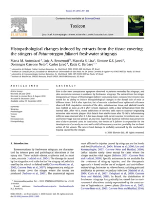 Histopathological changes induced by extracts from the tissue covering
the stingers of Potamotrygon falkneri freshwater stingrays
Marta M. Antoniazzi a
, Luiz A. Benvenuti b
, Marcela S. Lira c
, Simone G.S. Jared a
,
Domingos Garrone Neto d
, Carlos Jared a
, Katia C. Barbaro c,*
a
Laboratório de Biologia Celular, Instituto Butantan, Av. Vital Brazil 1500, 05503-900 São Paulo, SP, Brazil
b
Instituto do Coração (InCor), Faculdade de Medicina da Universidade de São Paulo, Av. Dr. Enéas Carvalho de Aguiar 44, 05403-000 São Paulo, SP, Brazil
c
Laboratório de Imunopatologia, Instituto Butantan, Av. Vital Brazil 1500, CEP 05503-900 São Paulo, SP, Brazil
d
Instituto de Biociências, UNESP, Botucatu, Brazil UNESP, 18618-000 Botucatu, SP, Brazil
a r t i c l e i n f o
Article history:
Received 20 June 2010
Received in revised form 9 August 2010
Accepted 6 December 2010
Available online 14 December 2010
Keywords:
Stingrays
Potamotrygon
Venom
Toxin
Dermonecrosis
Histopathology
a b s t r a c t
Pain is the most conspicuous symptom observed in patients wounded by stingrays, and
skin necrosis is common in accidents by freshwater stingrays. The extract from the stinger
integumentary tissue of Potamotrygon falkneri containing toxic components (venom) was
tested for its ability to induce histopathological changes in the dorsal skin of mice at
different times. 3–6 h after injection, foci of necrosis in isolated basal epidermal cells were
observed. Full coagulative necrosis of the skin, subcutaneous tissue and skeletal muscle
was evident as soon as 24 h after venom exposure, with a clear demarcation from the
normal skin. After 48 h, round collections of necrotic cells start to coalesce originating
extensive skin necrotic plaques that detach from viable tissue after 72–96 h. Inﬂammatory
inﬁltrate was observed after 6 h, but was always mild. Acute vascular thrombosis was rare,
and hemorrhage was not present at any time. Superﬁcial bacterial infection was present in
two of the examined cases. In conclusion, the venom of P. falkneri is responsible for the
development of an early necrosis with mild inﬂammatory reaction, probably due to direct
action of the venom. The severe local damage is probably worsened by the mechanical
trauma caused by the stinger.
Ó 2010 Elsevier Ltd. All rights reserved.
1. Introduction
Envenomations by freshwater stingrays are character-
ized by intense pain and pathological alterations at the
injury site. These include edema, erythema and, in most
cases, necrosis (Haddad et al., 2004). The damage is caused
by the stinger located in the back of the stingray tail, which is
used by the animal to defend itself (Charvet-Almeida et al.,
2002; Garrone Neto et al., 2007). Integumentary and glan-
dular tissues cover the stinger where the toxins are
produced (Pedroso et al., 2007). The anatomical regions
most afﬂicted in injuries caused by stingrays are the hands
and feet (Haddad et al., 2004; Brisset et al., 2006; Lim and
Kumarasinghe, 2007; Garrone Neto and Haddad, 2009).
Lethal injuries rarely occur except for cases where the
stinger reaches vital organs (Isbister, 2001; Garrone Neto
and Haddad, 2009). Speciﬁc antivenom is not available for
the treatment of stingray injuries, and the therapeutic
approach is based on the use of analgesic and anti-inﬂam-
matory drugs, hot water to relieve the excruciating pain and
antibiotics to prevent secondary infection (Haddad et al.,
2004; Clark et al., 2007; Dehghani et al., 2009; Garrone
Neto and Haddad, 2010). In Brazil, the distribution of
freshwater stingrays has gradually increased due to envi-
ronmental alterations mainly represented by the construc-
tion of hydroelectric power plants (Barbaro et al., 2007;
Garrone Neto et al., 2007; Garrone Neto and Haddad, 2010).
* Corresponding author. Tel.: þ55 11 37267222x2278/2134; fax þ55 11
37261505.
E-mail addresses: kbarbaro@butantan.gov.br, kbarbaro@usp.br
(K.C. Barbaro).
Contents lists available at ScienceDirect
Toxicon
journal homepage: www.elsevier.com/locate/toxicon
0041-0101/$ – see front matter Ó 2010 Elsevier Ltd. All rights reserved.
doi:10.1016/j.toxicon.2010.12.005
Toxicon 57 (2011) 297–303
 