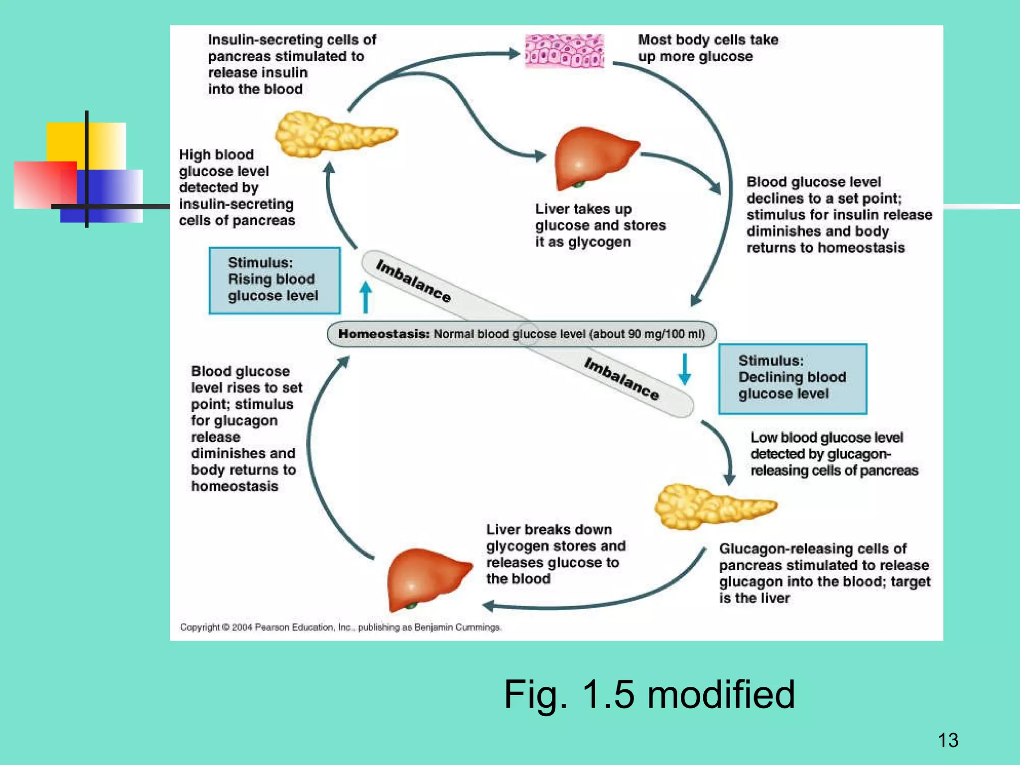 Fig. 1.5 modified 