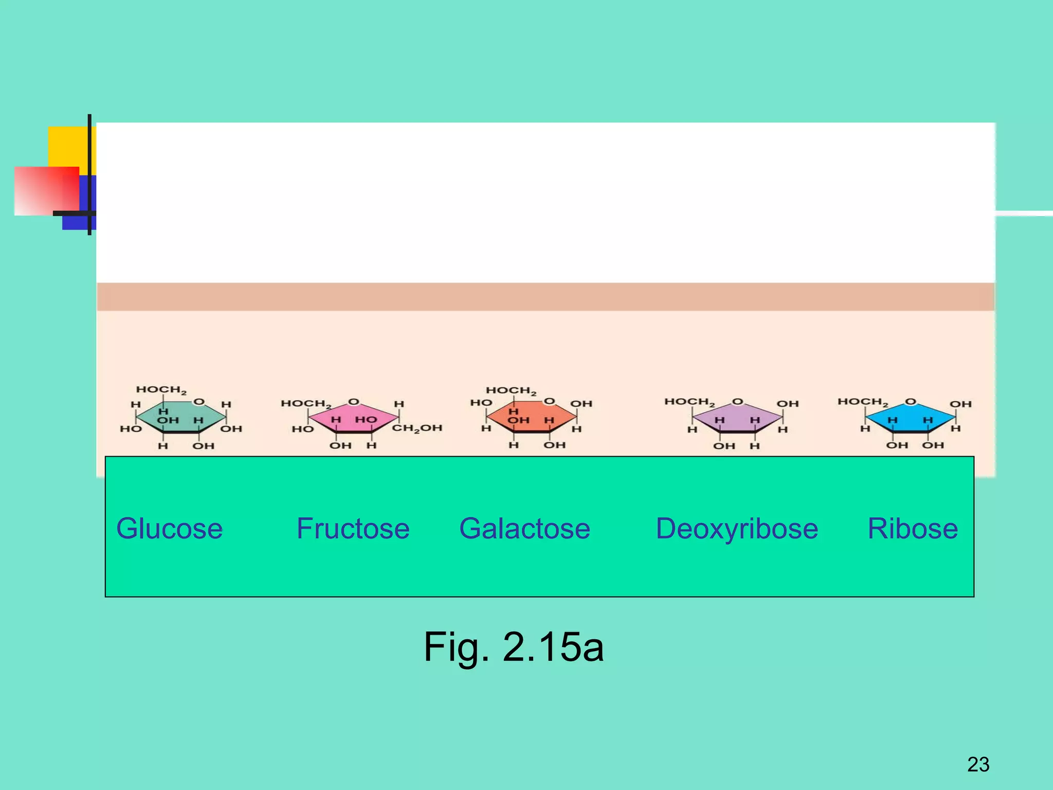 Fig. 2.15a Glucose  Fructose  Galactose  Deoxyribose  Ribose 