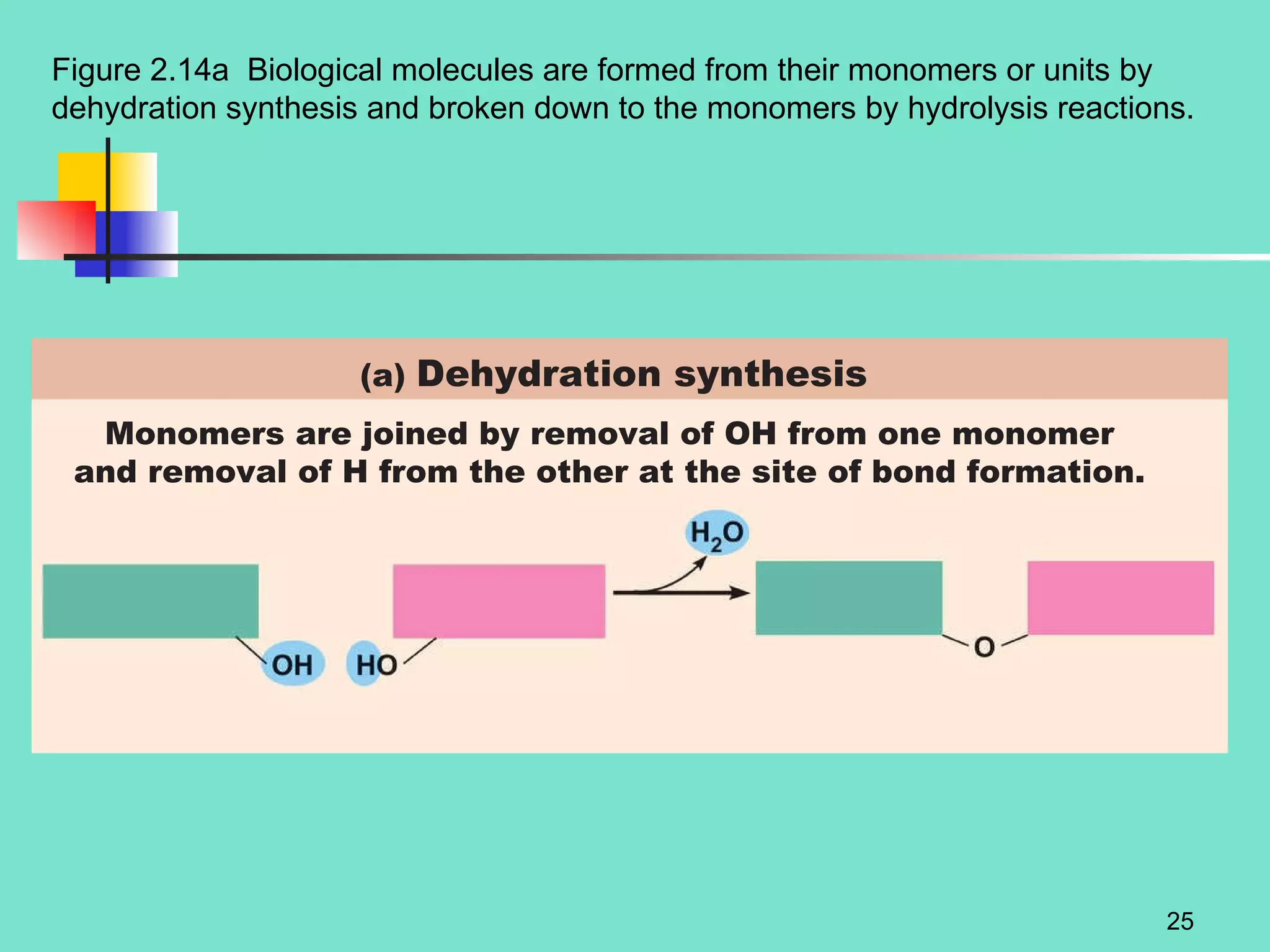 Monomers are joined by removal of OH from one monomer and removal of H from the other at the site of bond formation. (a)  Dehydration synthesis Figure 2.14a  Biological molecules are formed from their monomers or units by dehydration synthesis and broken down to the monomers by hydrolysis reactions. 