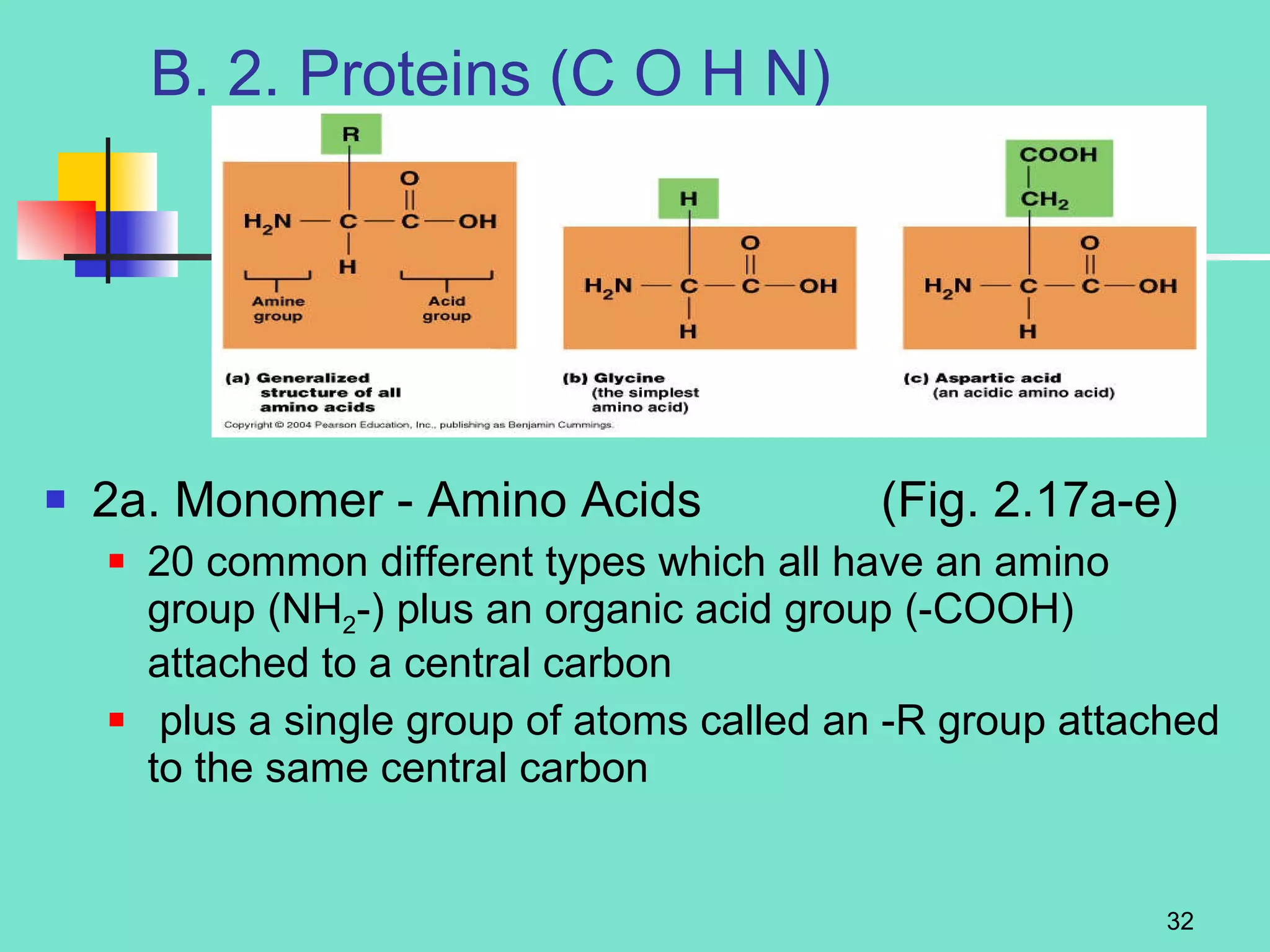 B. 2. Proteins (C O H N)  2a. Monomer - Amino Acids  (Fig. 2.17a-e) 20 common different types which all have an amino group (NH 2 -) plus an organic acid group (-COOH) attached to a central carbon plus a single group of atoms called an -R group attached to the same central carbon 