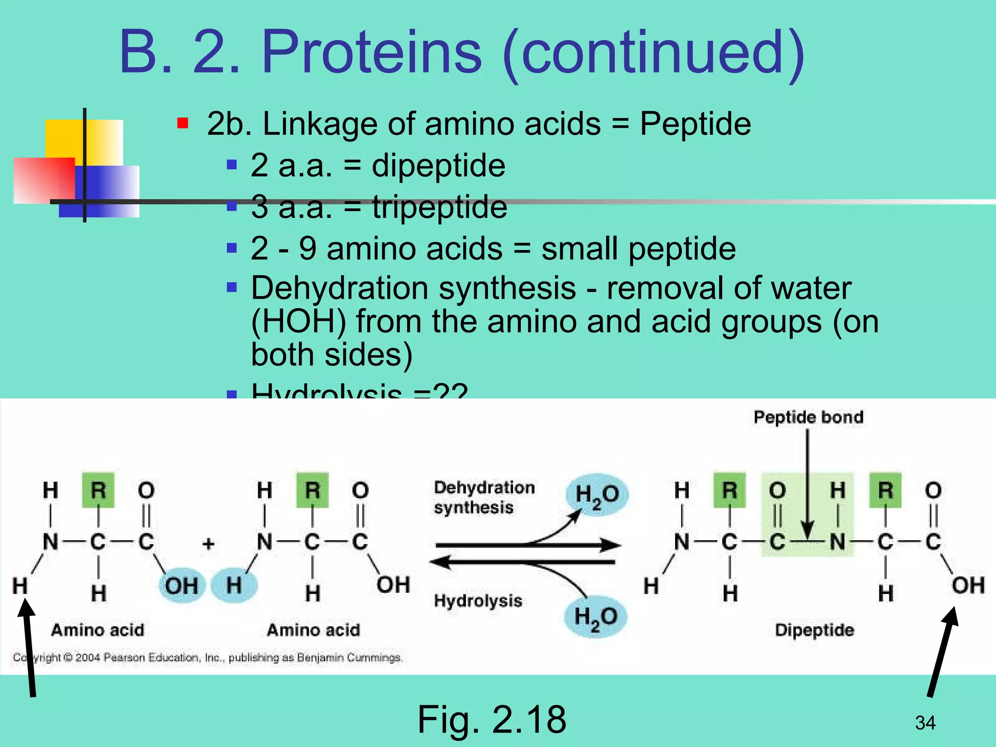 B. 2. Proteins (continued) 2b. Linkage of amino acids = Peptide 2 a.a. = dipeptide 3 a.a. = tripeptide 2 - 9 amino acids = small peptide Dehydration synthesis - removal of water (HOH) from the amino and acid groups (on both sides)   Hydrolysis =?? Fig. 2.18 