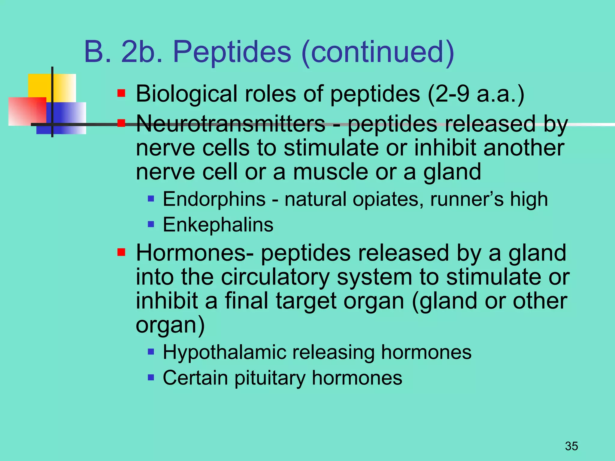 B. 2b. Peptides (continued) Biological roles of peptides (2-9 a.a.) Neurotransmitters - peptides released by nerve cells to stimulate or inhibit another nerve cell or a muscle or a gland Endorphins - natural opiates, runner’s high Enkephalins  Hormones- peptides released by a gland into the circulatory system to stimulate or inhibit a final target organ (gland or other organ) Hypothalamic releasing hormones Certain pituitary hormones 