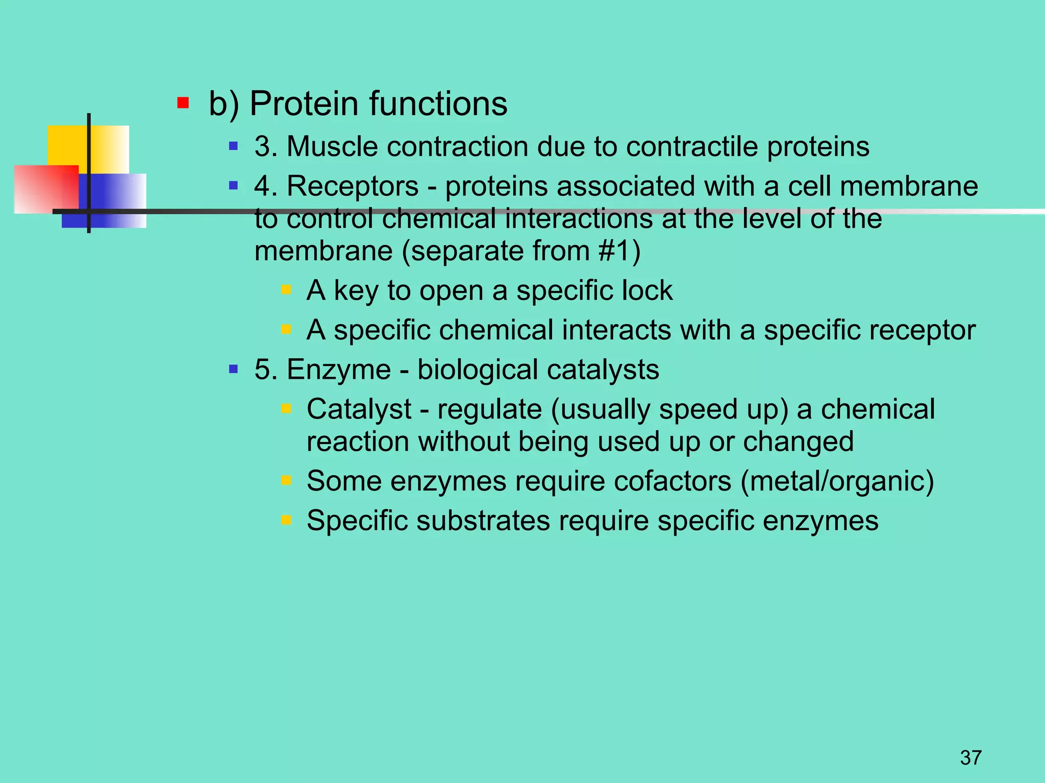 b) Protein functions 3. Muscle contraction due to contractile proteins 4. Receptors - proteins associated with a cell membrane to control chemical interactions at the level of the membrane (separate from #1) A key to open a specific lock A specific chemical interacts with a specific receptor 5. Enzyme - biological catalysts Catalyst - regulate (usually speed up) a chemical reaction without being used up or changed Some enzymes require cofactors (metal/organic) Specific substrates require specific enzymes 