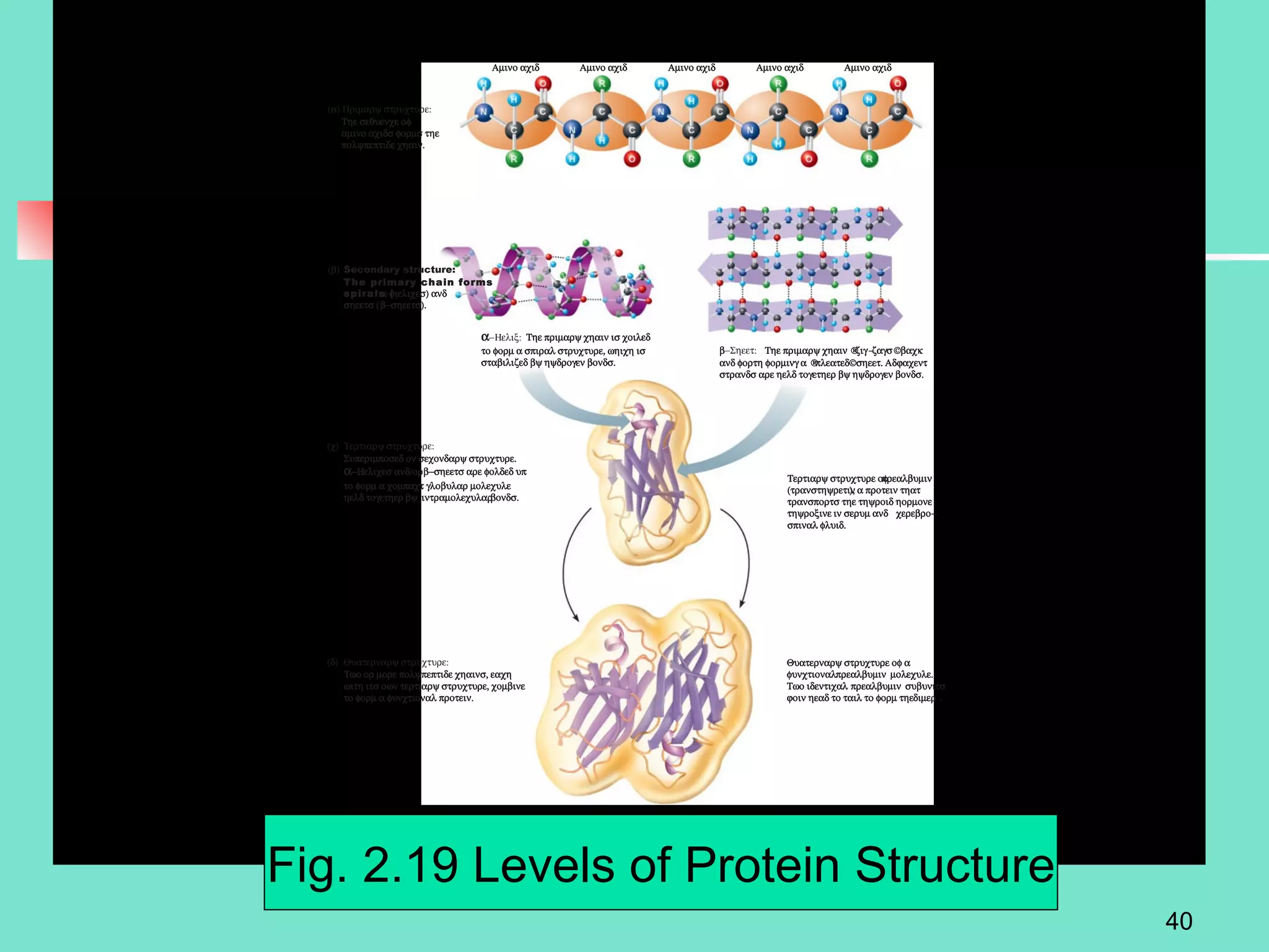 Fig. 2.19 Levels of Protein Structure 