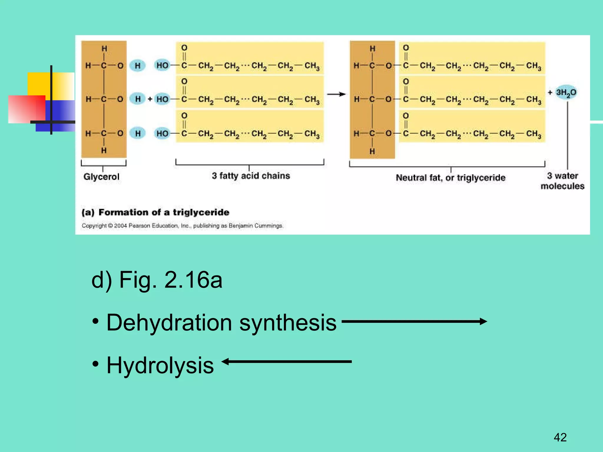 d) Fig. 2.16a Dehydration synthesis Hydrolysis 
