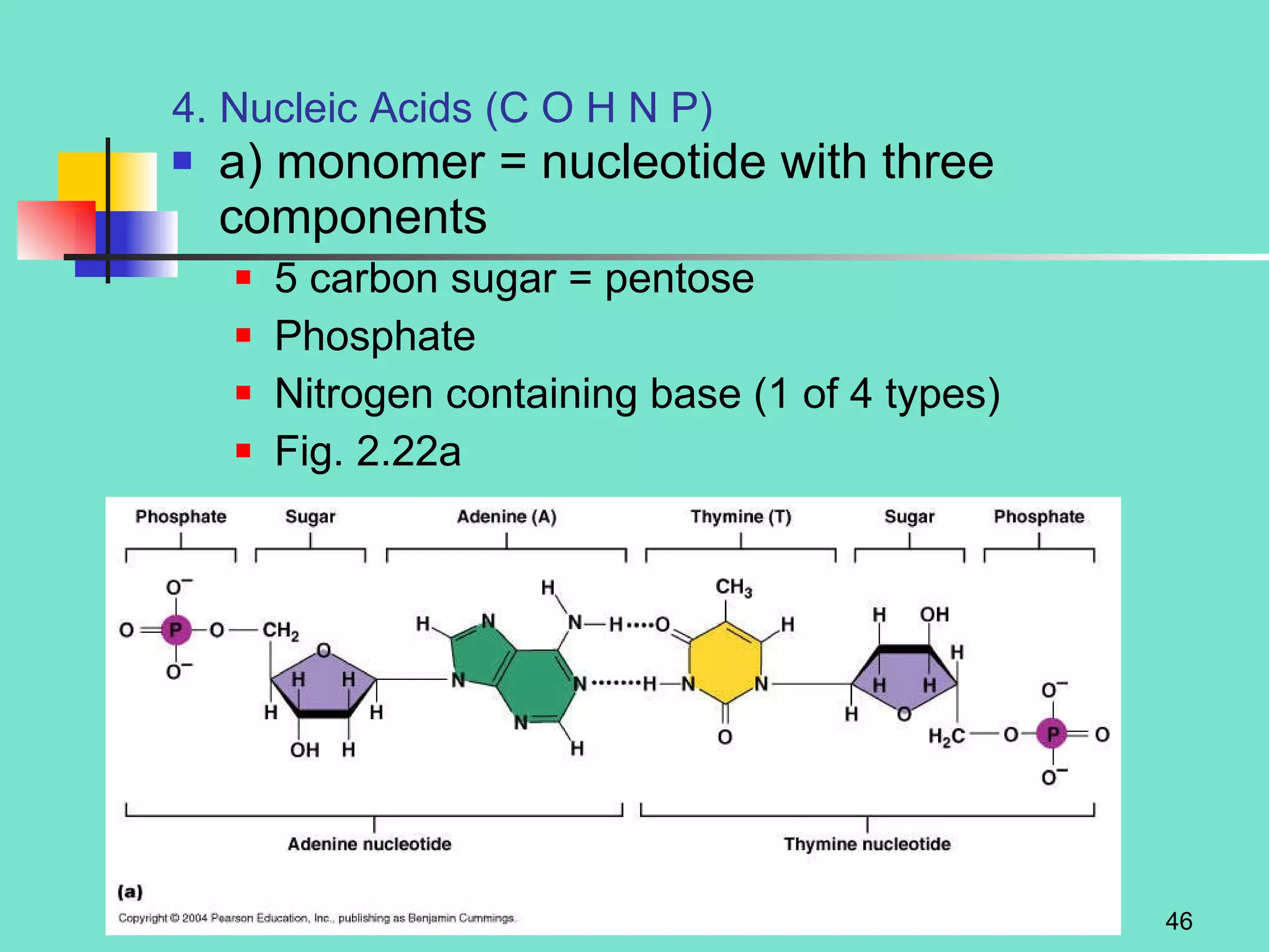 4. Nucleic Acids (C O H N P) a) monomer = nucleotide with three components 5 carbon sugar = pentose Phosphate Nitrogen containing base (1 of 4 types) Fig. 2.22a 